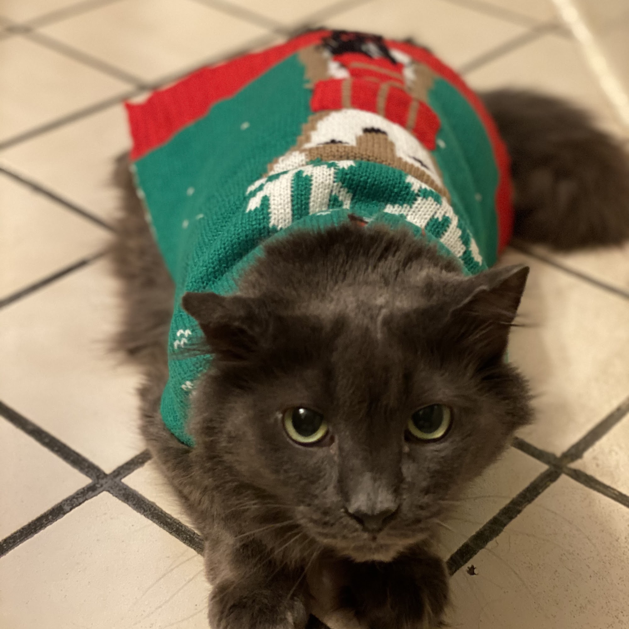 All Friends Veterinary Hospital East Islip