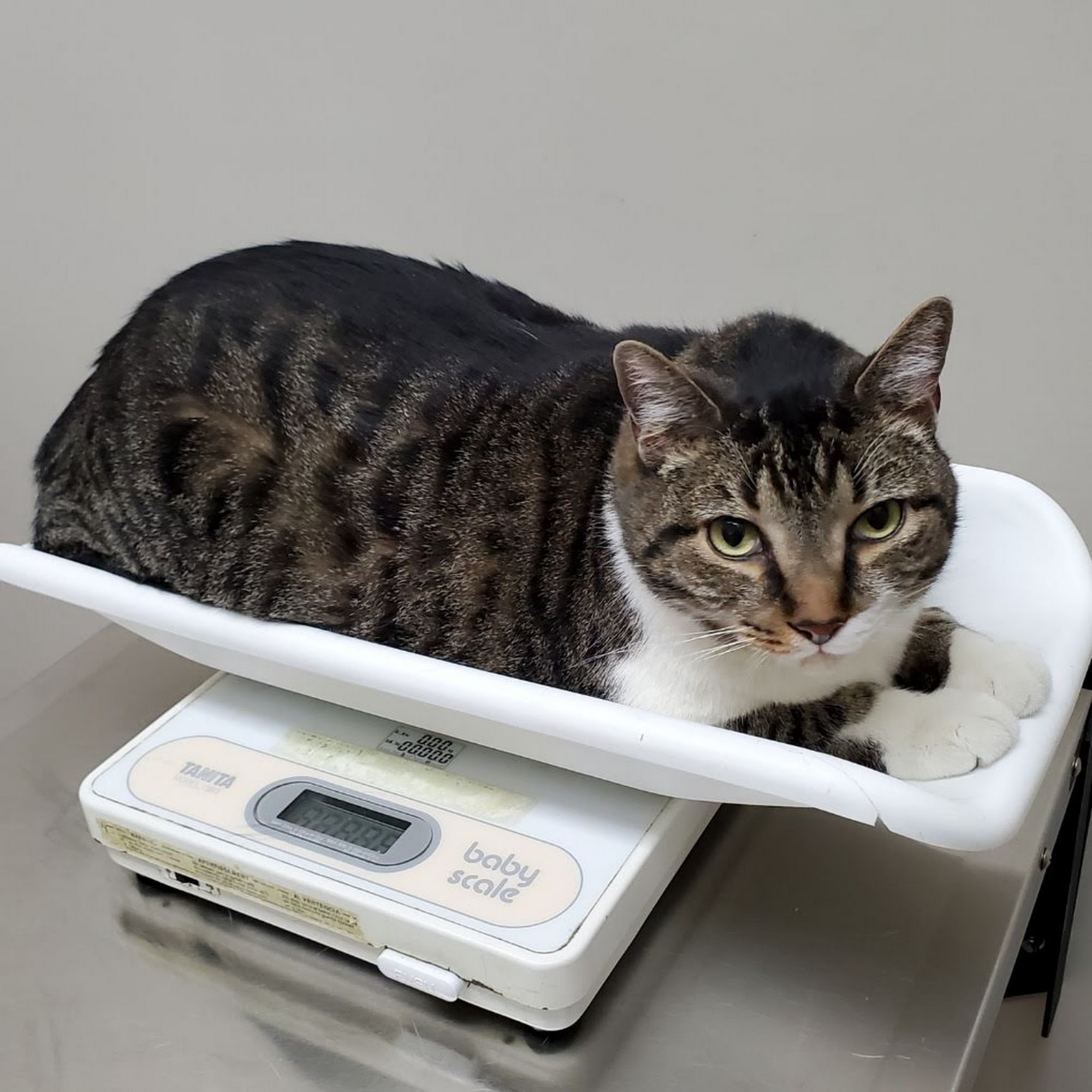 East Meadow Veterinary Center East Meadow