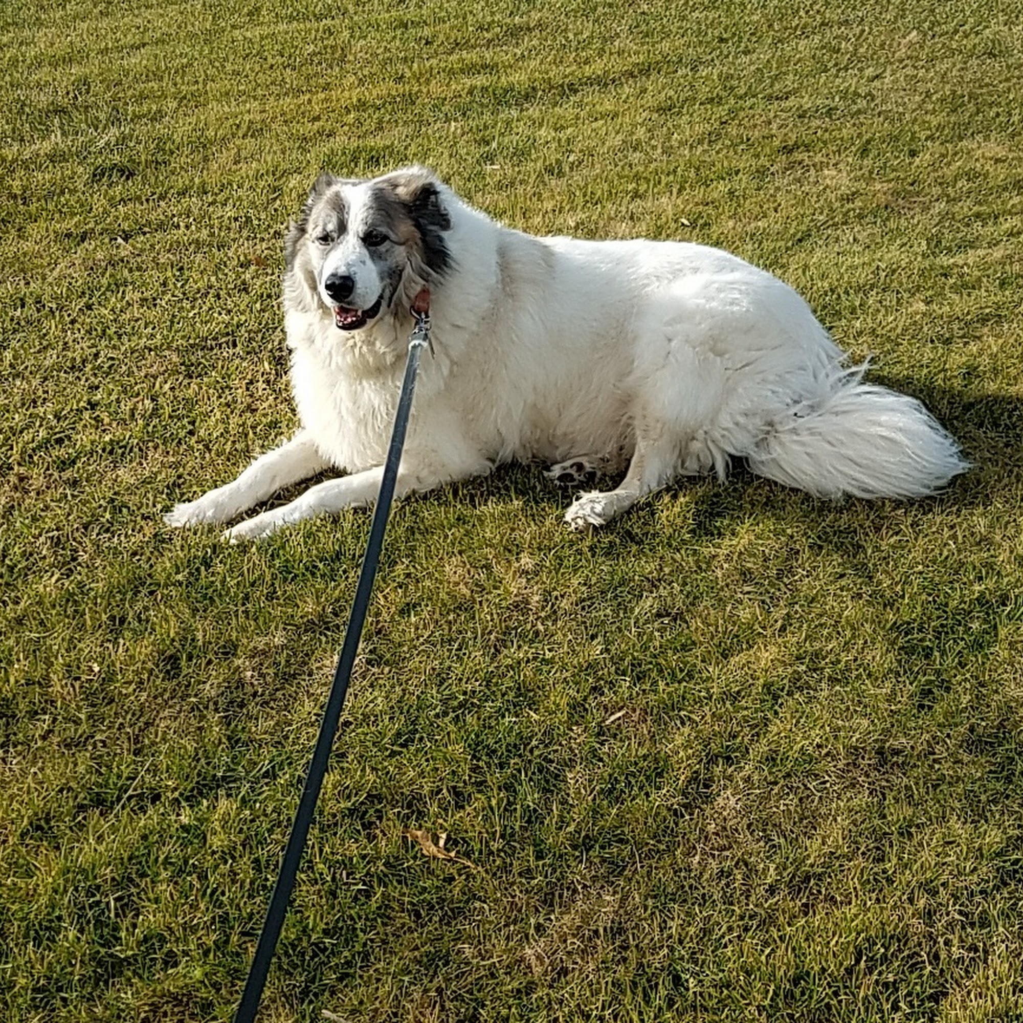 East Meadow Animal Hospital: Kaplan Warren DVM East Meadow