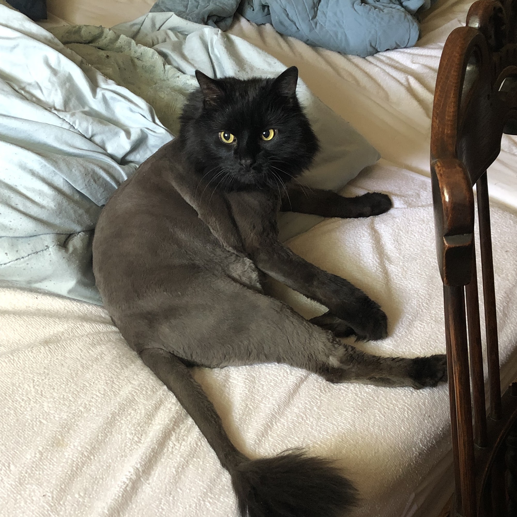 Pet Zone East Northport