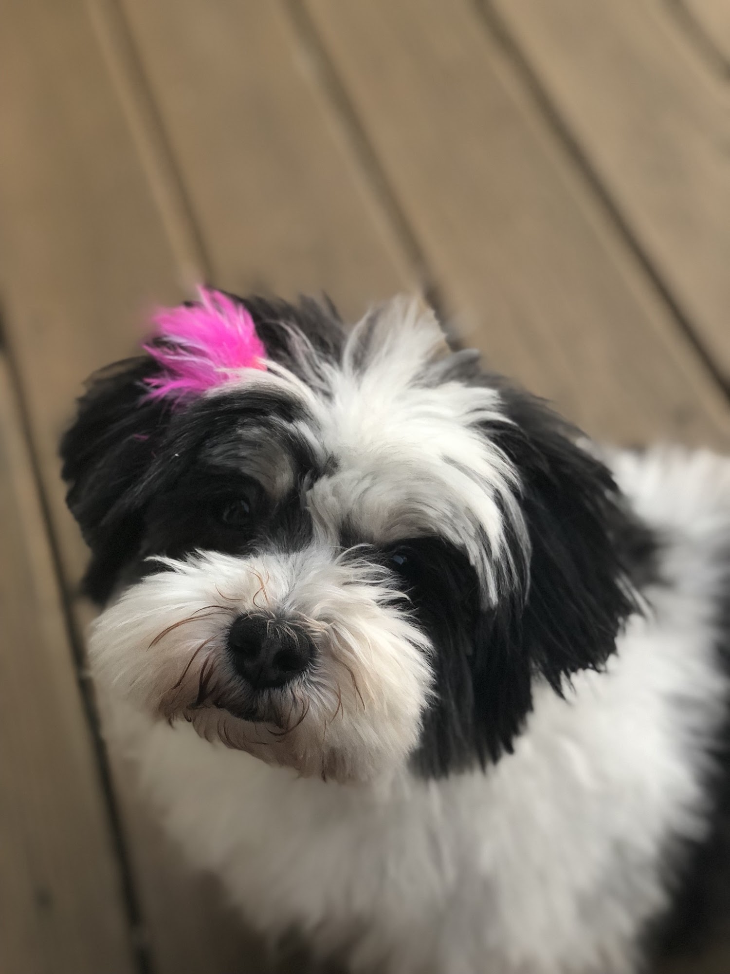 Bandana and Bow East Patchogue