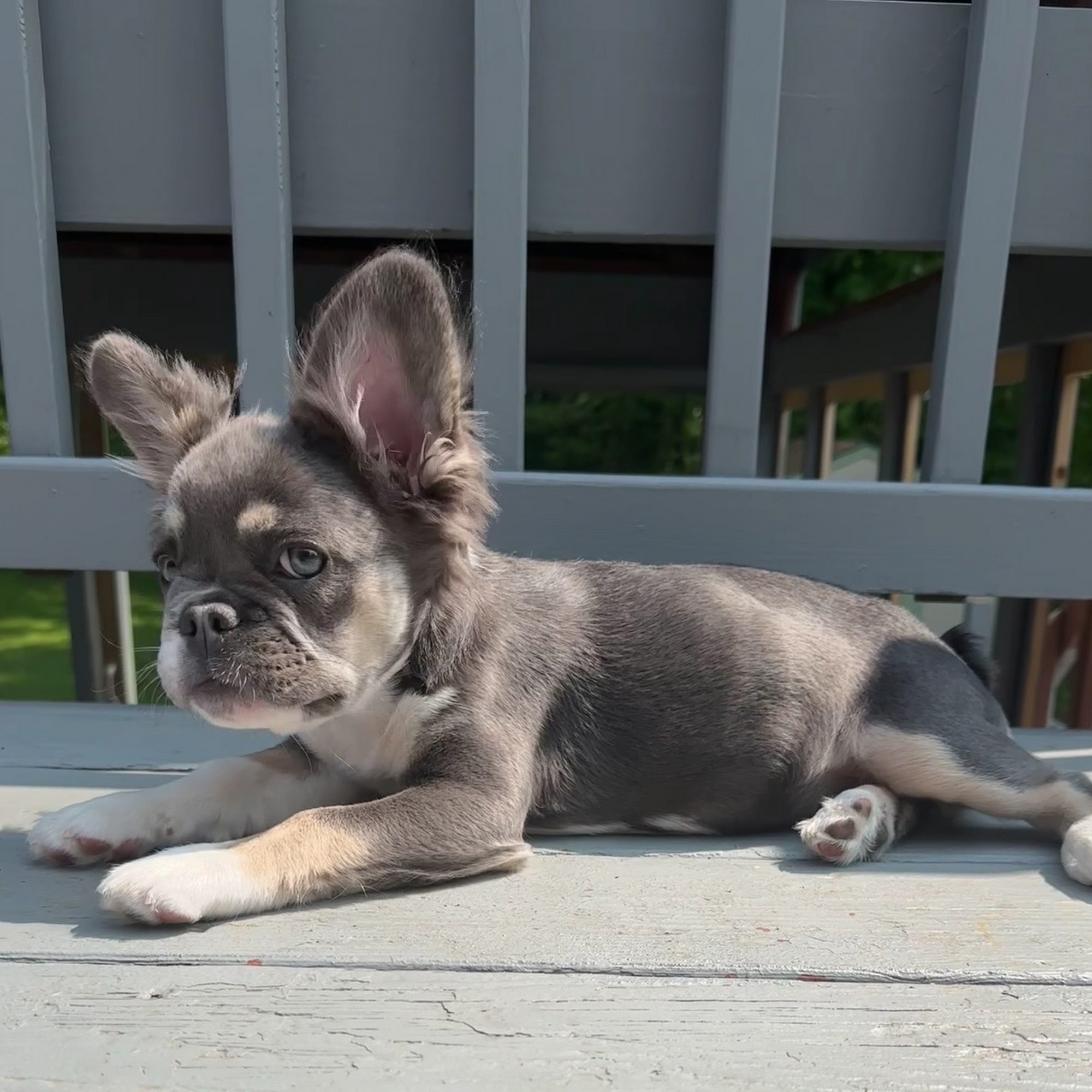 Veterinary Medical Center of CNY East Syracuse