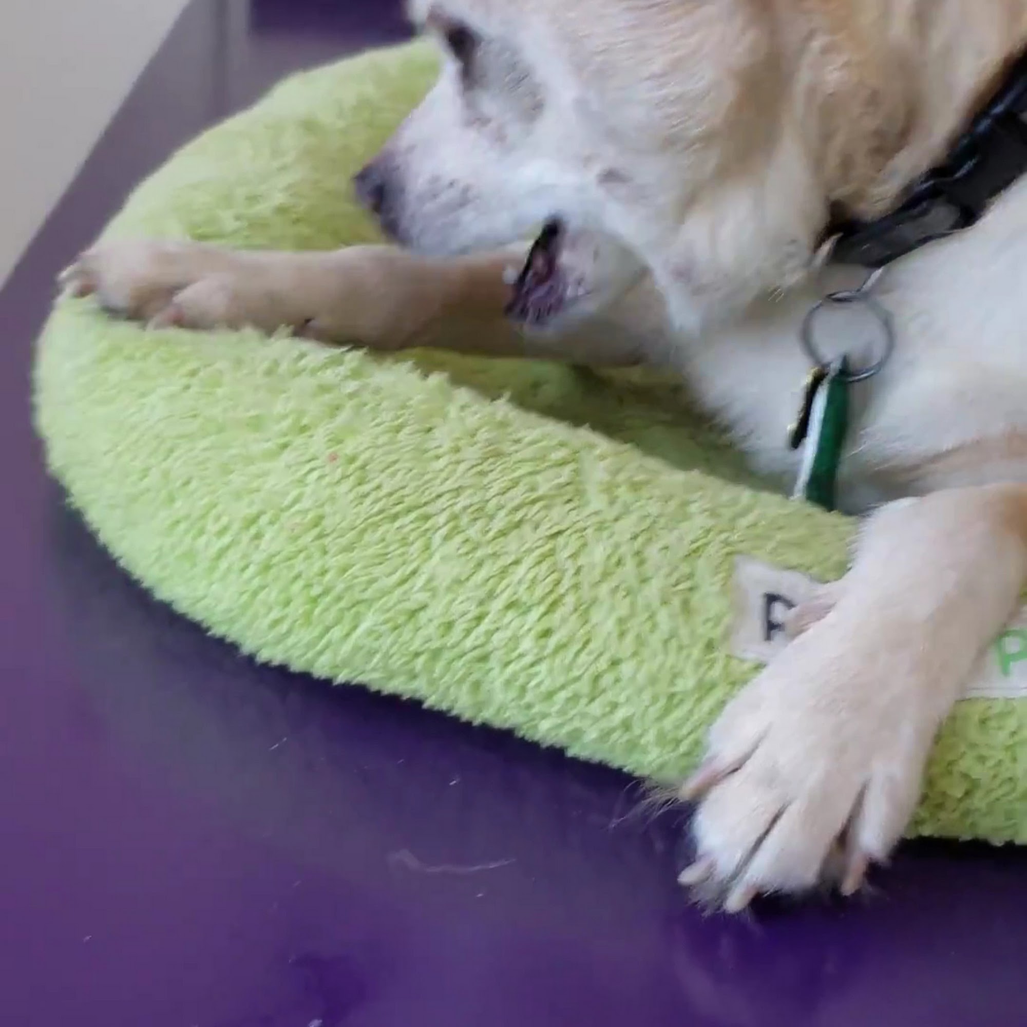 Dewitt Veterinary Medical Center East Syracuse