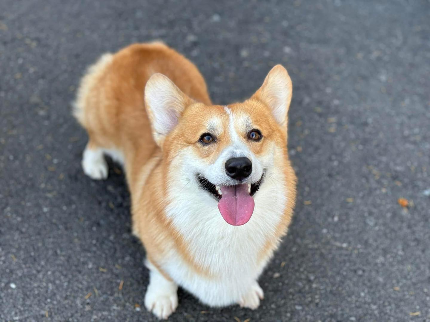 Pinnacle K9 Inc. Elma