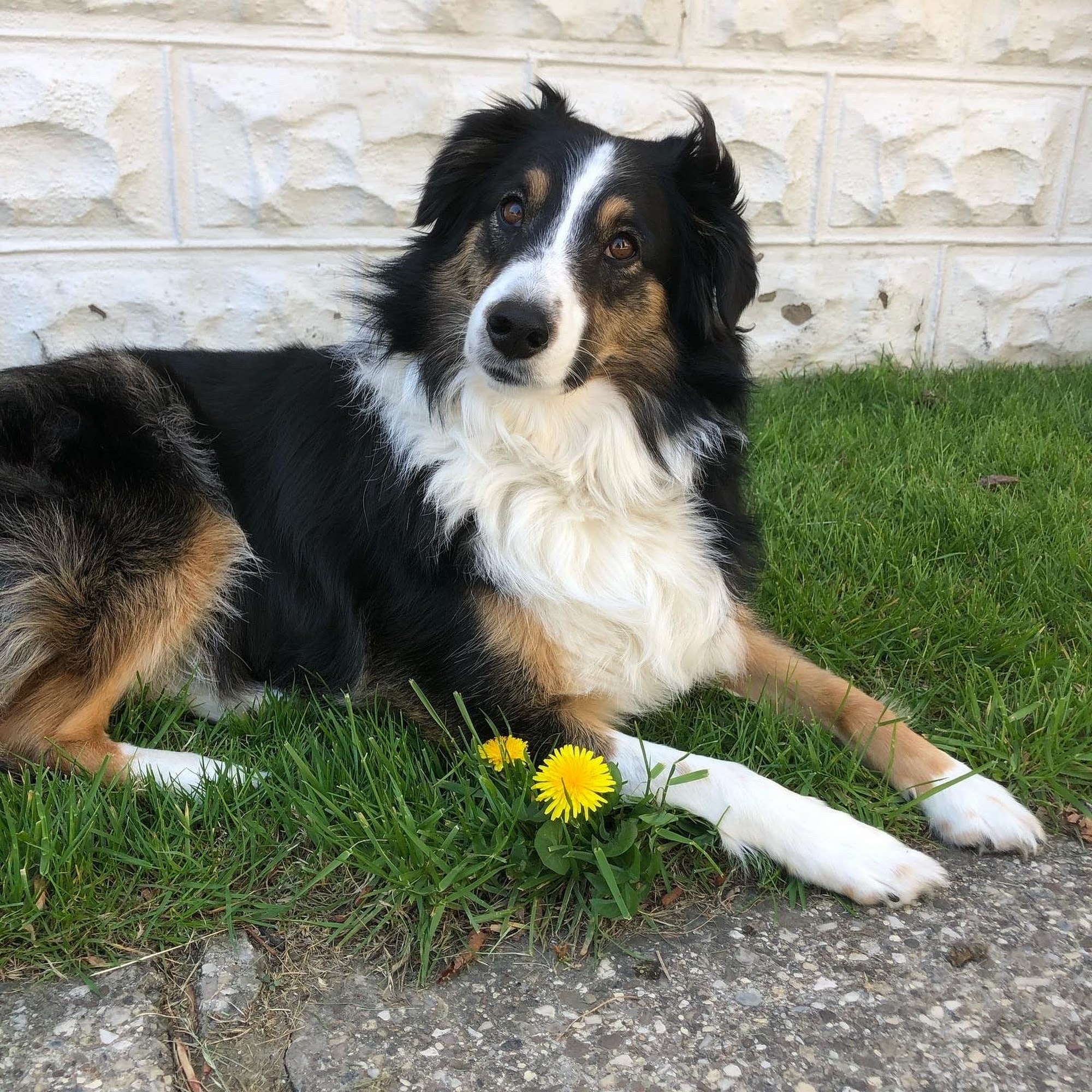 Tri-Town Veterinary Hospital Elma