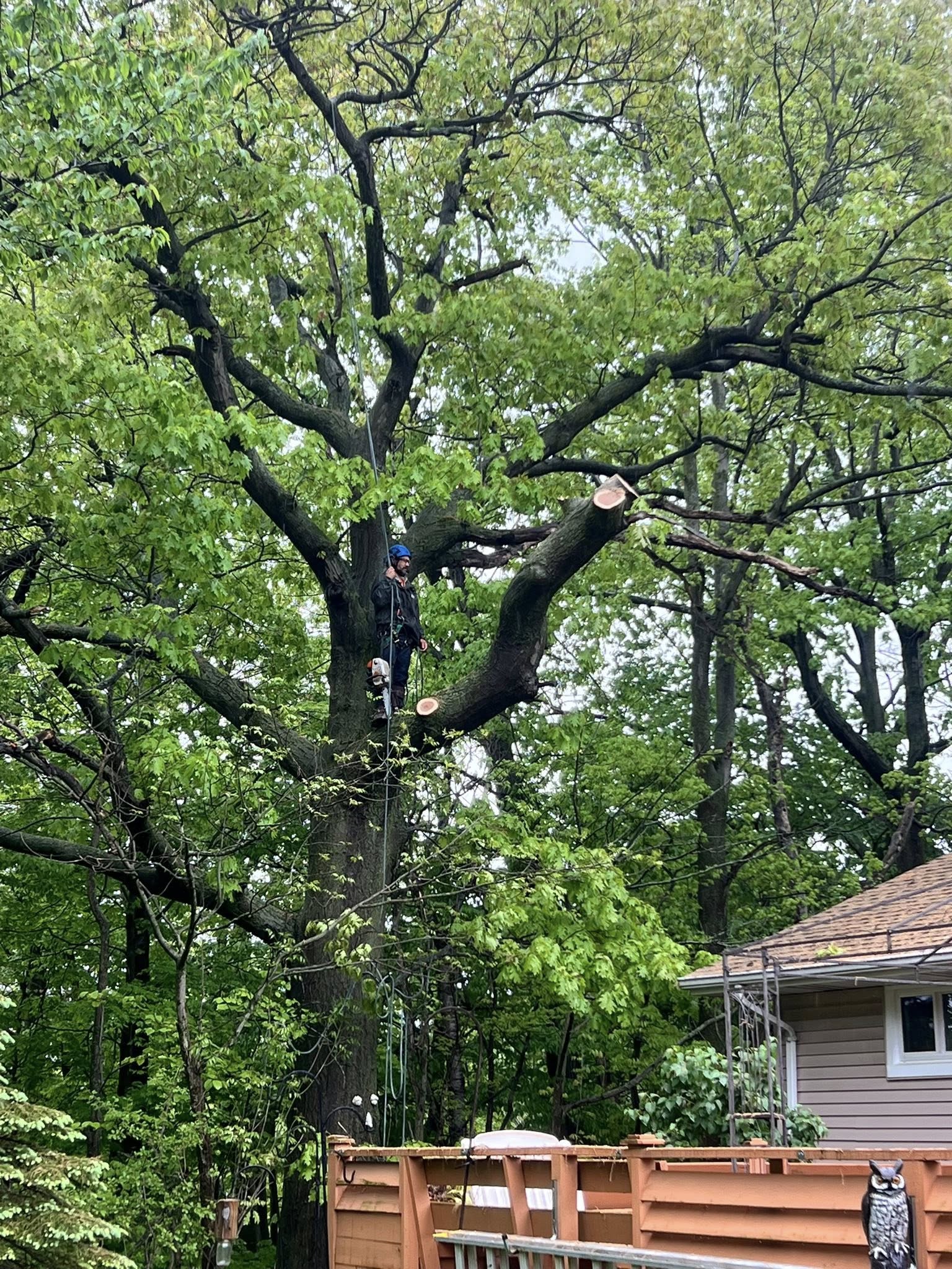 Specialized Tree Services