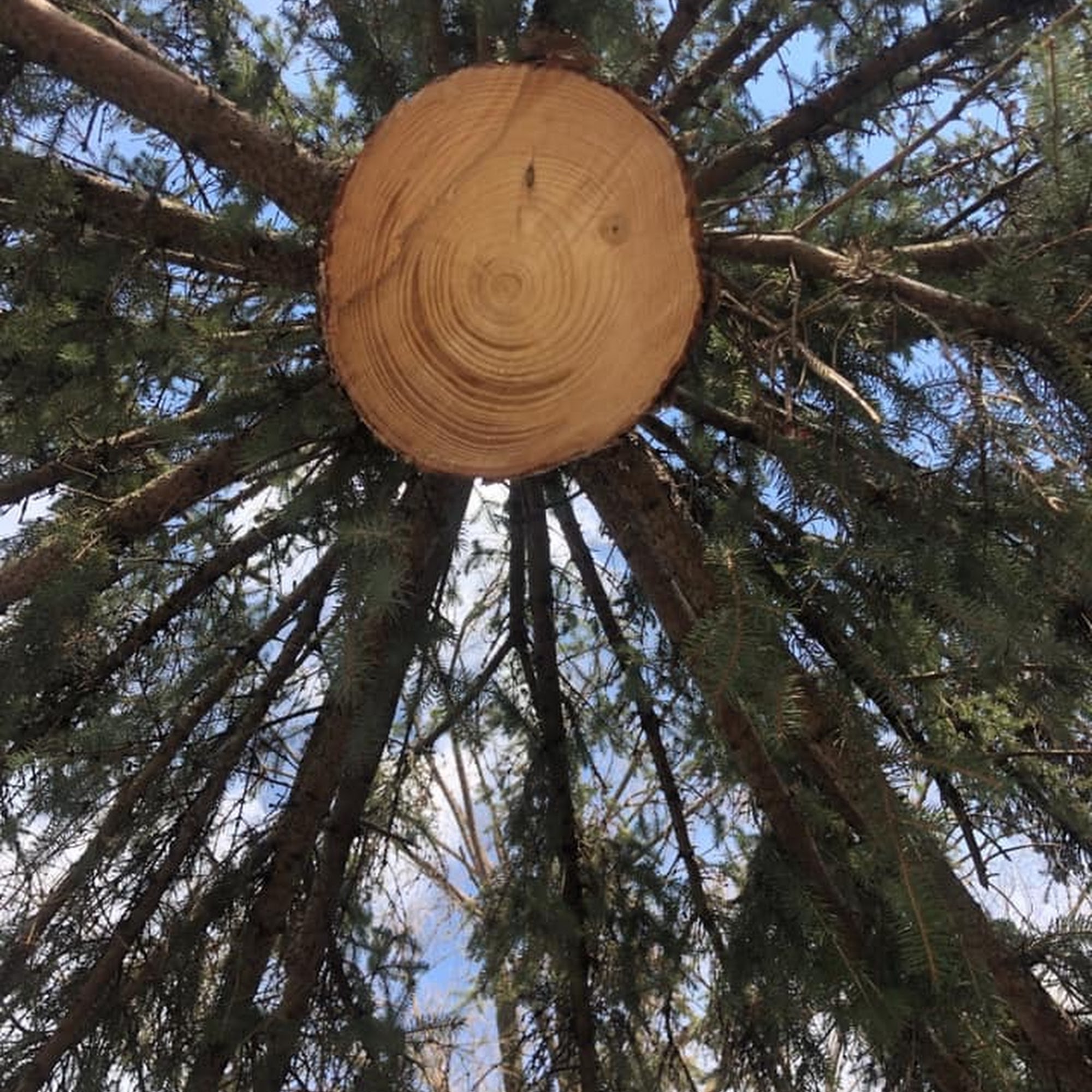 Specialized Tree Services