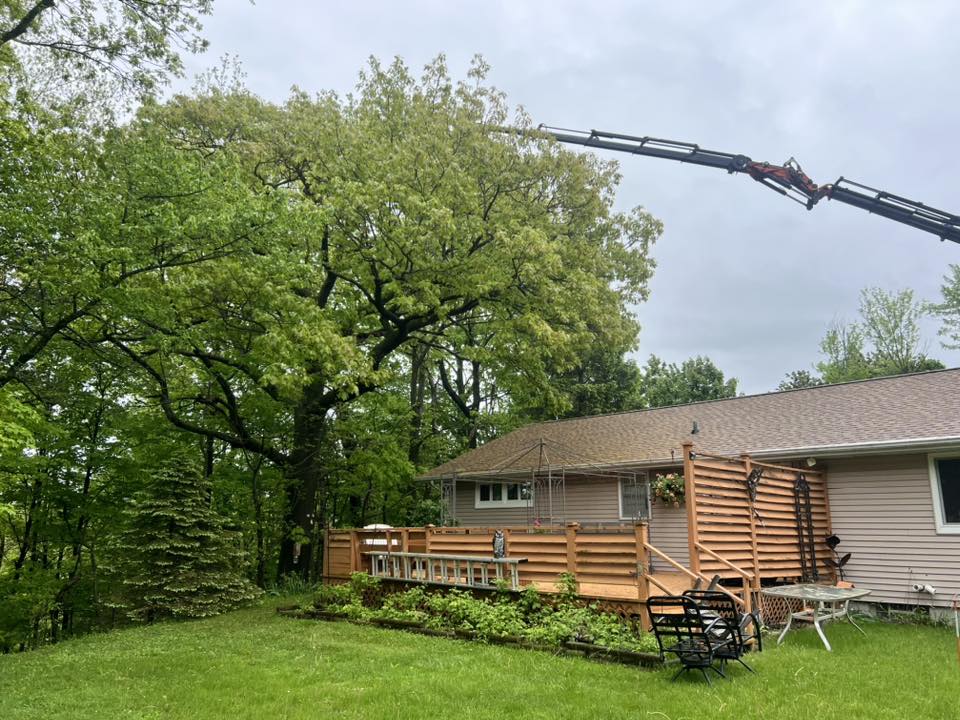 Specialized Tree Services