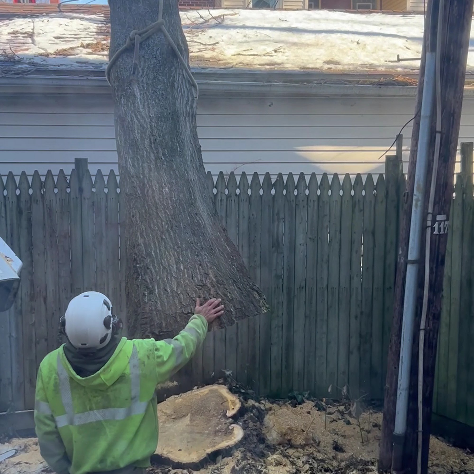 Specialized Tree Services