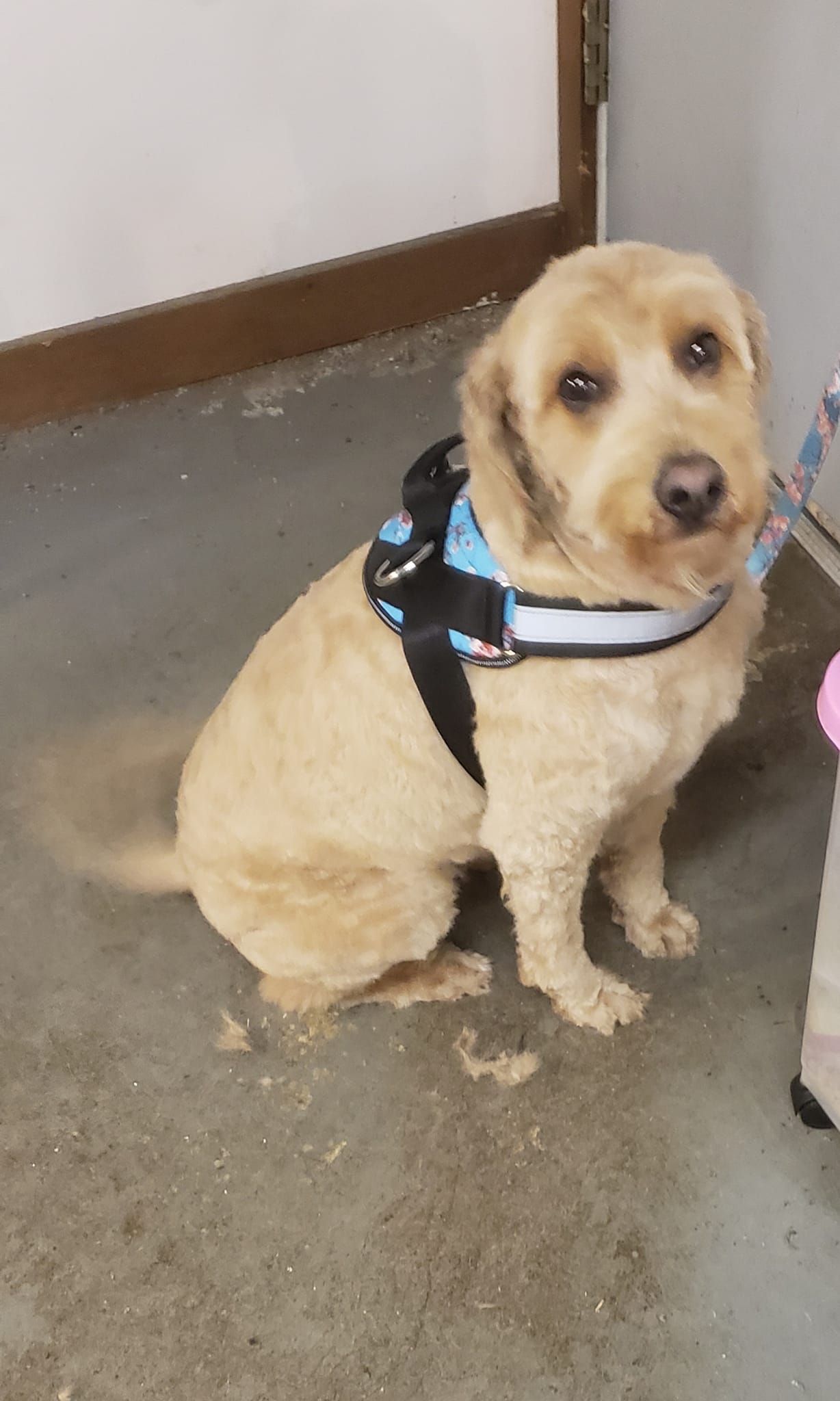 Mink Dog Grooming Elmira