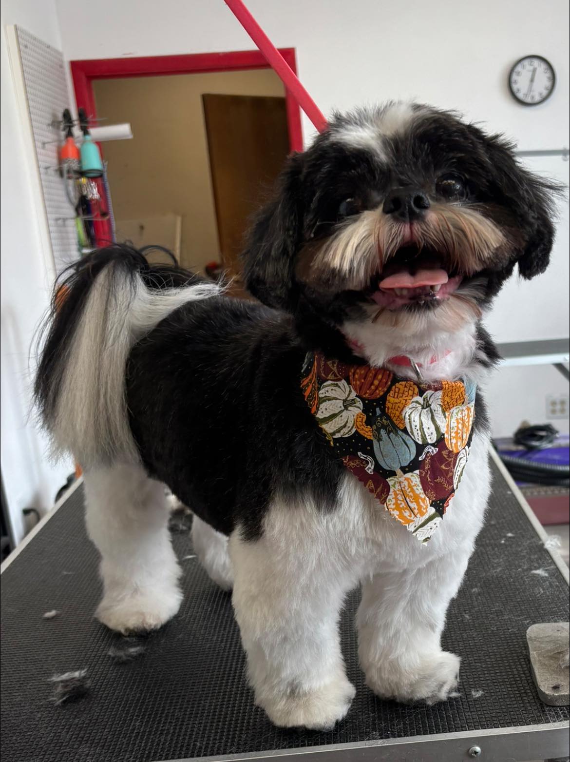 Lots of Love Grooming Salon Endicott