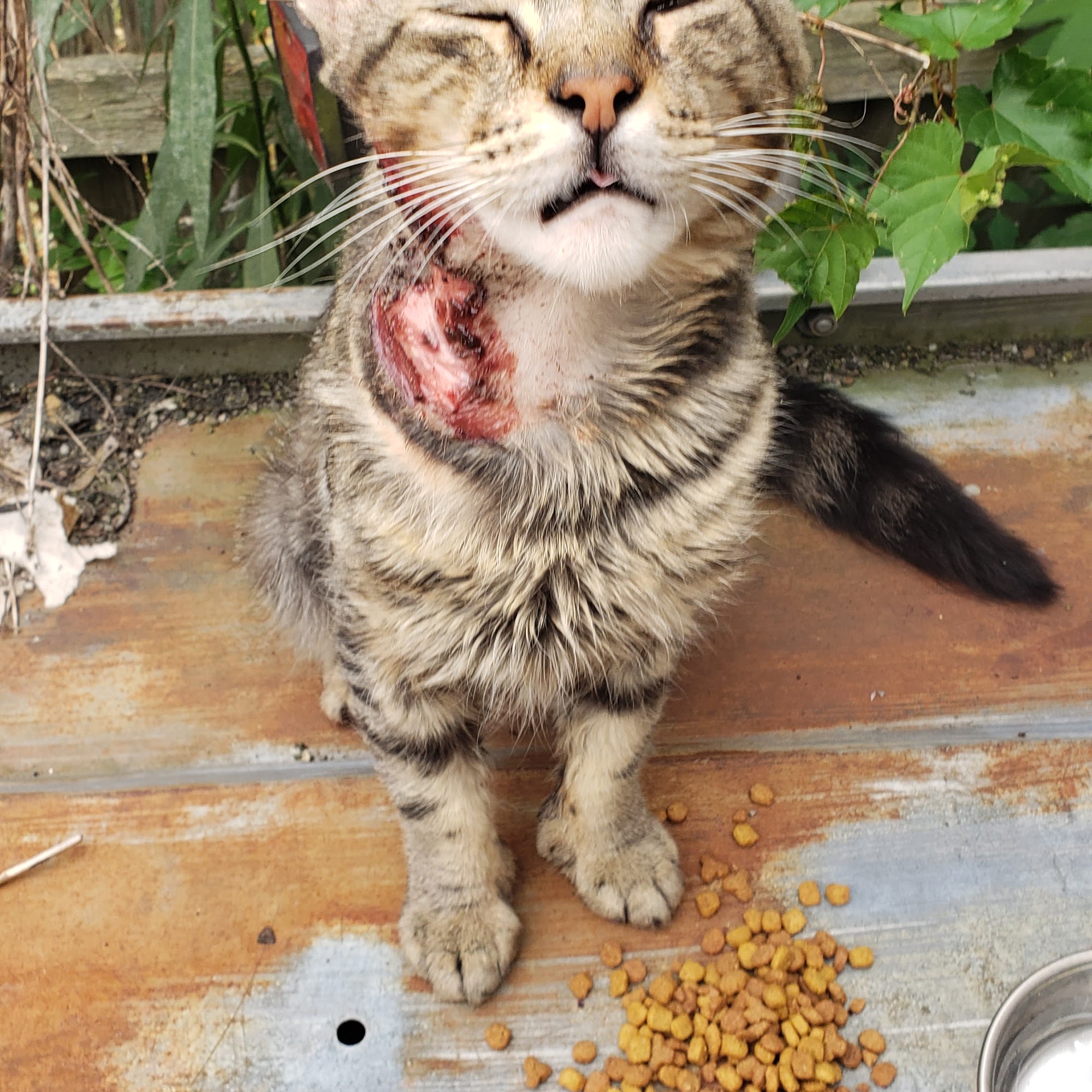 Dicken Memorial Animal Hospital - Alison Beaulieu DVM Endicott