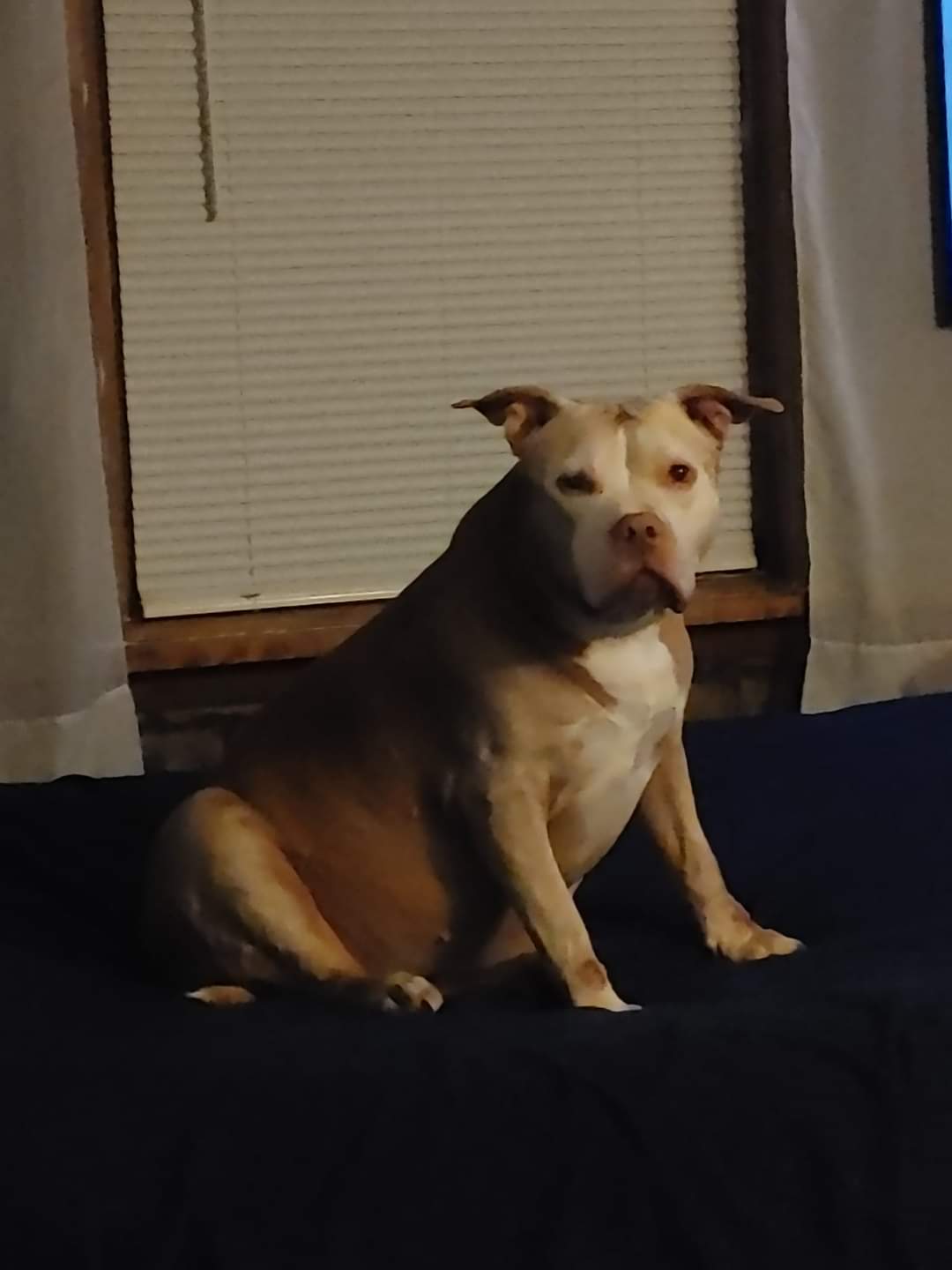 Veterinary Medical Center Endwell