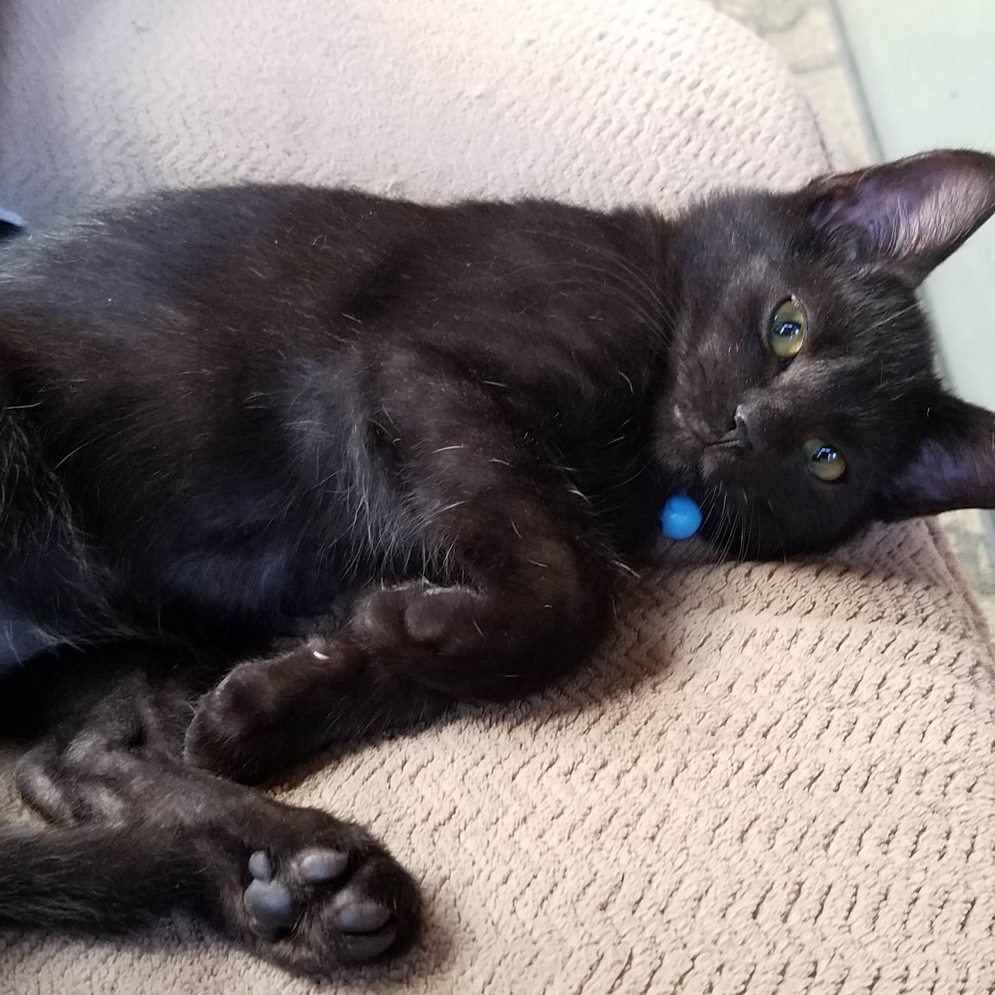 Veterinary Medical Center Endwell