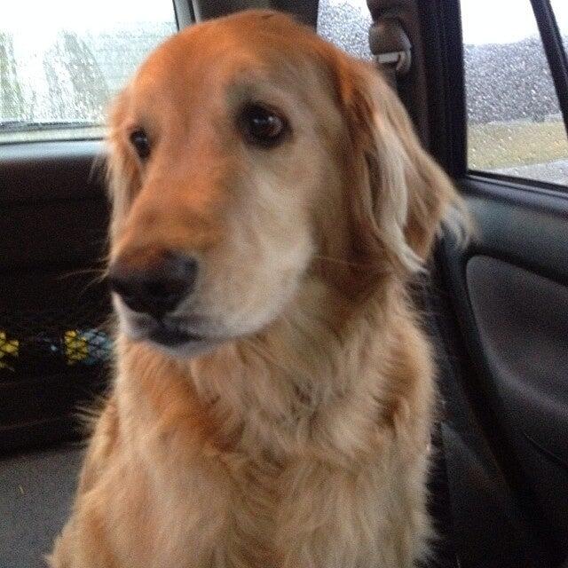 Shelly's park station boarding kennel 298 Park Station Rd, Erin New York 14838