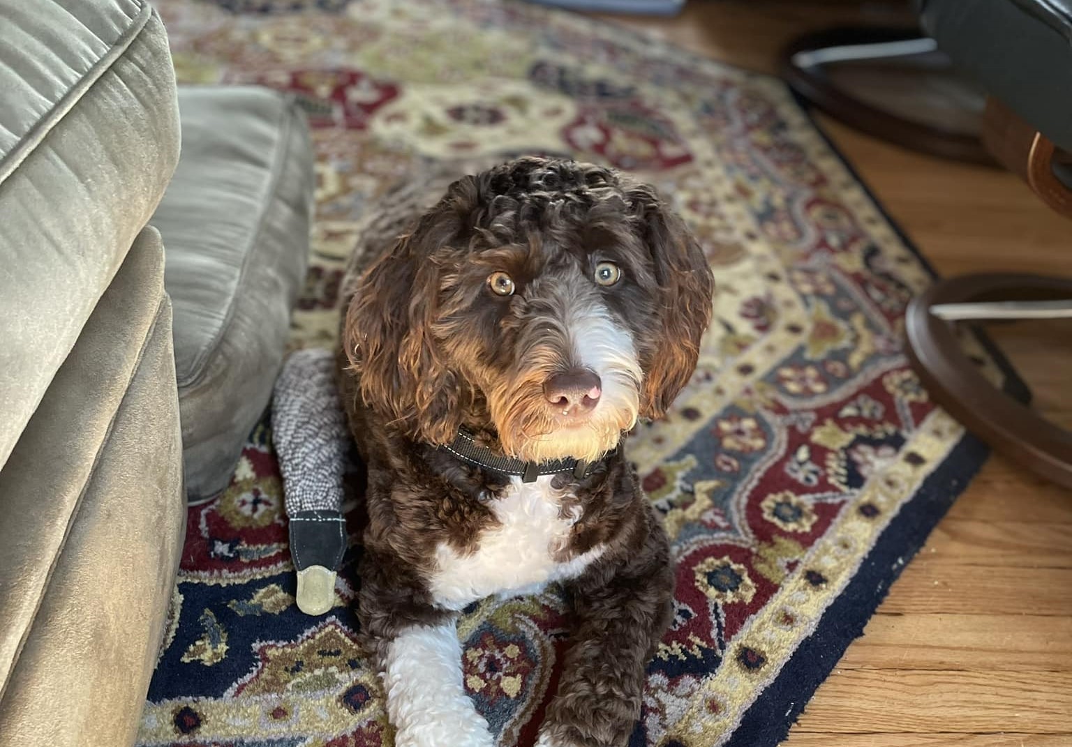 Fairview Veterinary Hospital Fairport