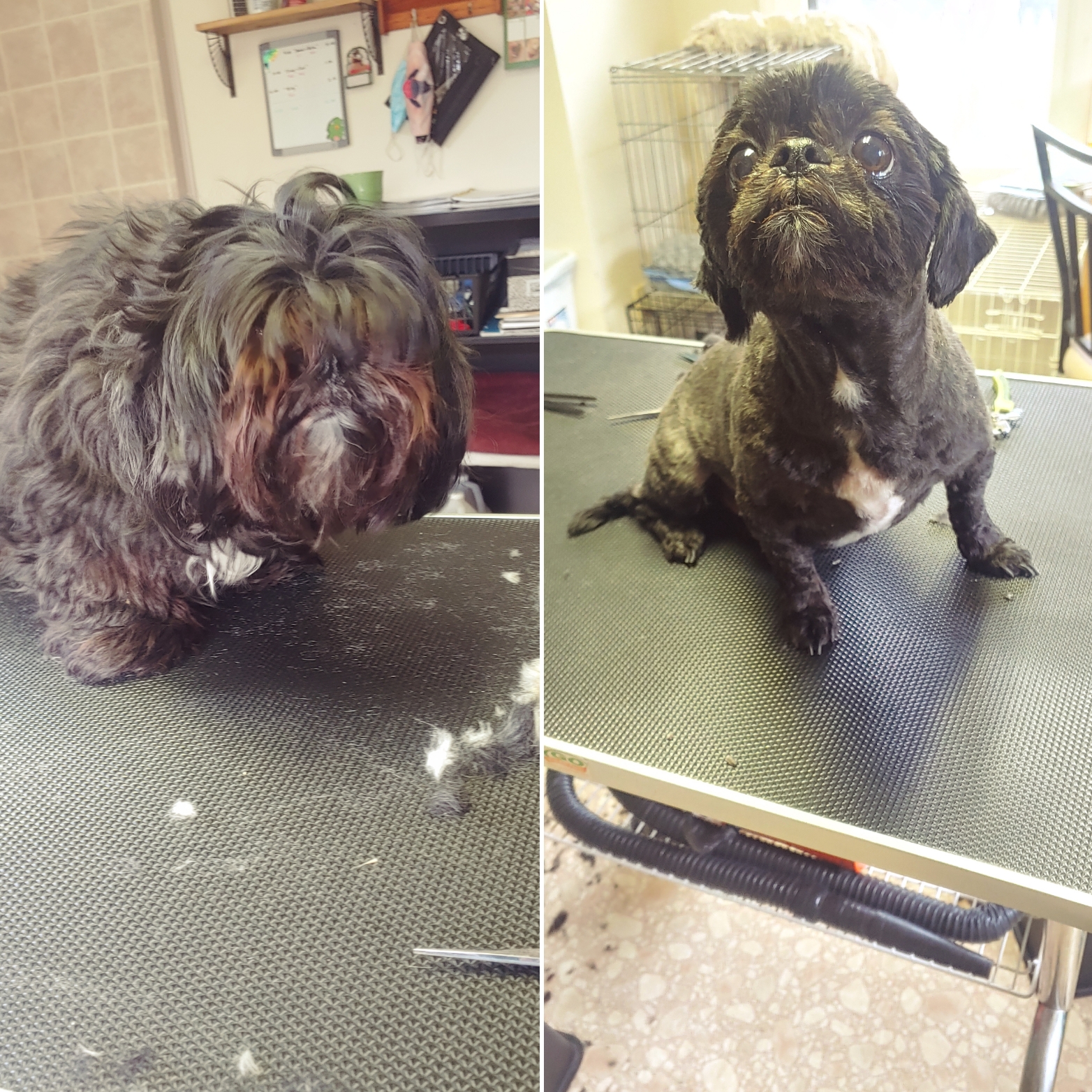 Pennies Grooming Fairport