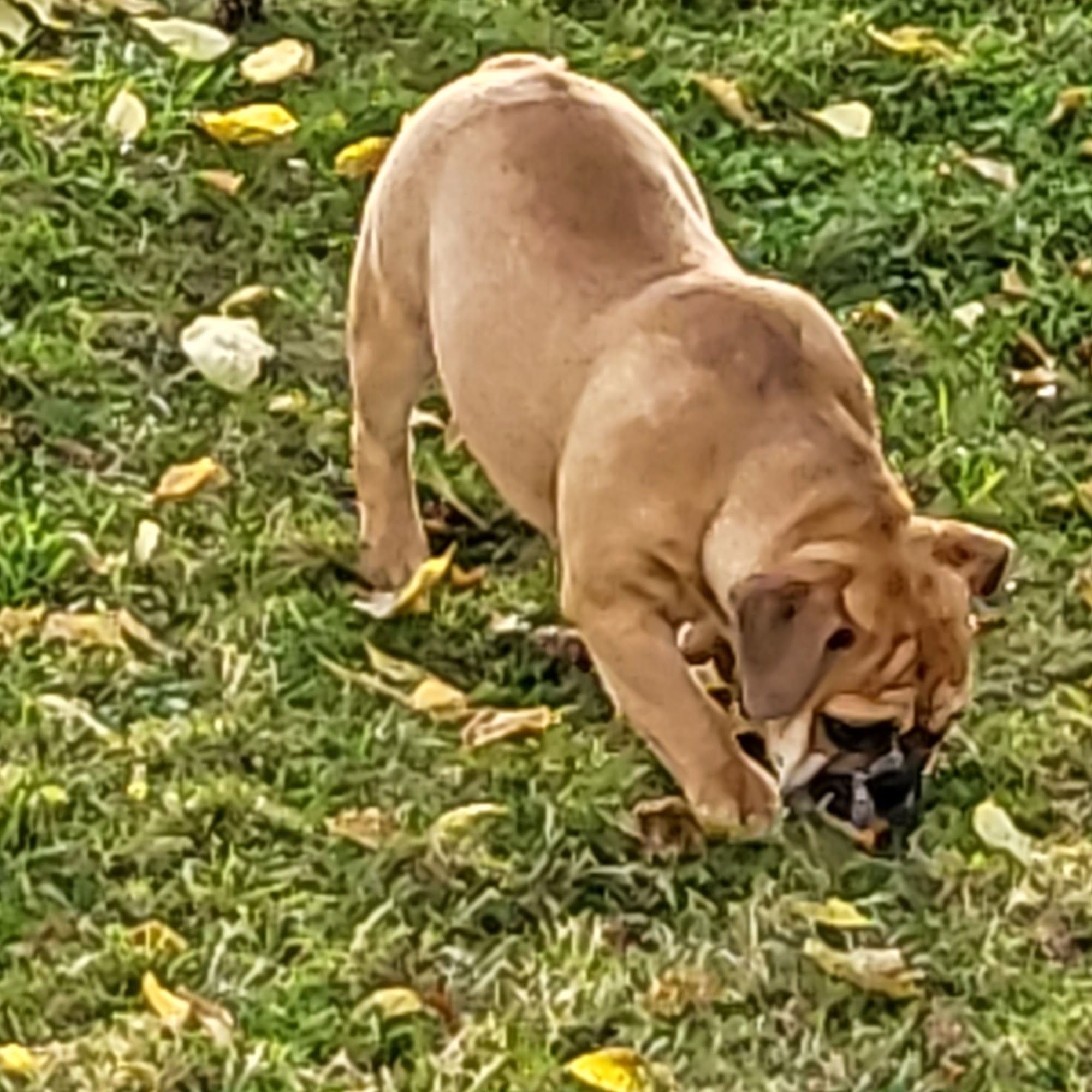 Pick of the Litter Falconer