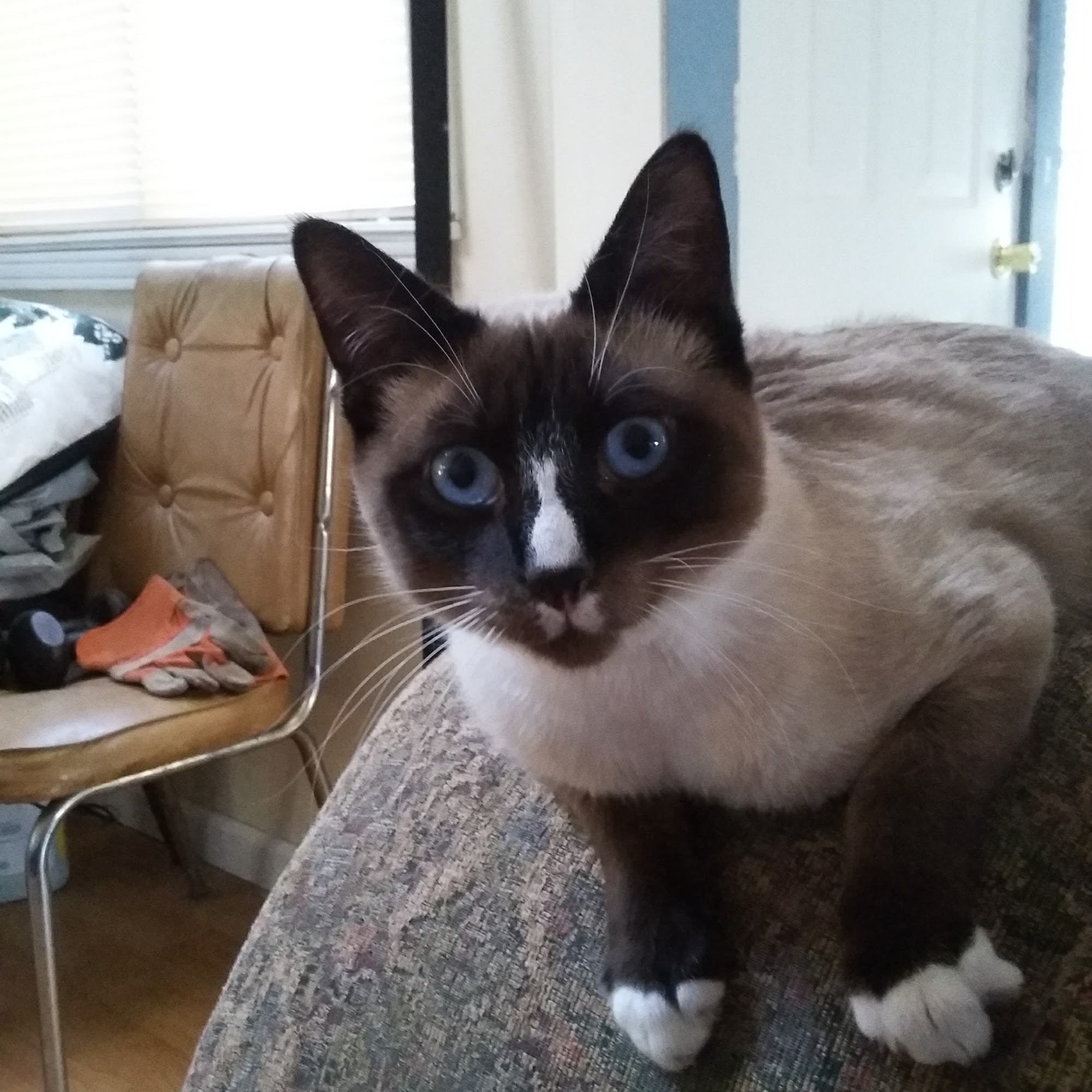 Affordable Vet Care of Brookhaven Farmingville