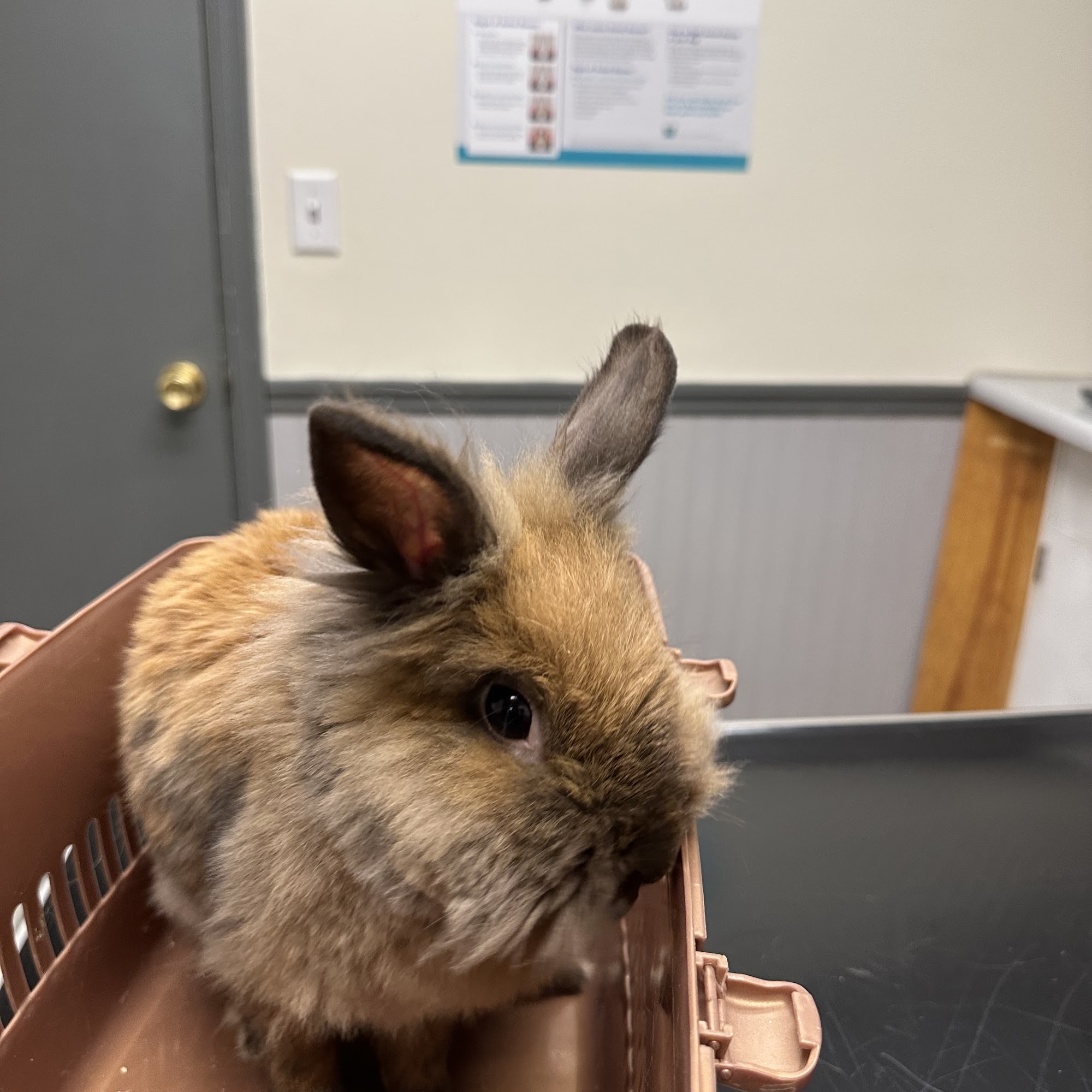 Fayetteville Veterinary Hospital Fayetteville