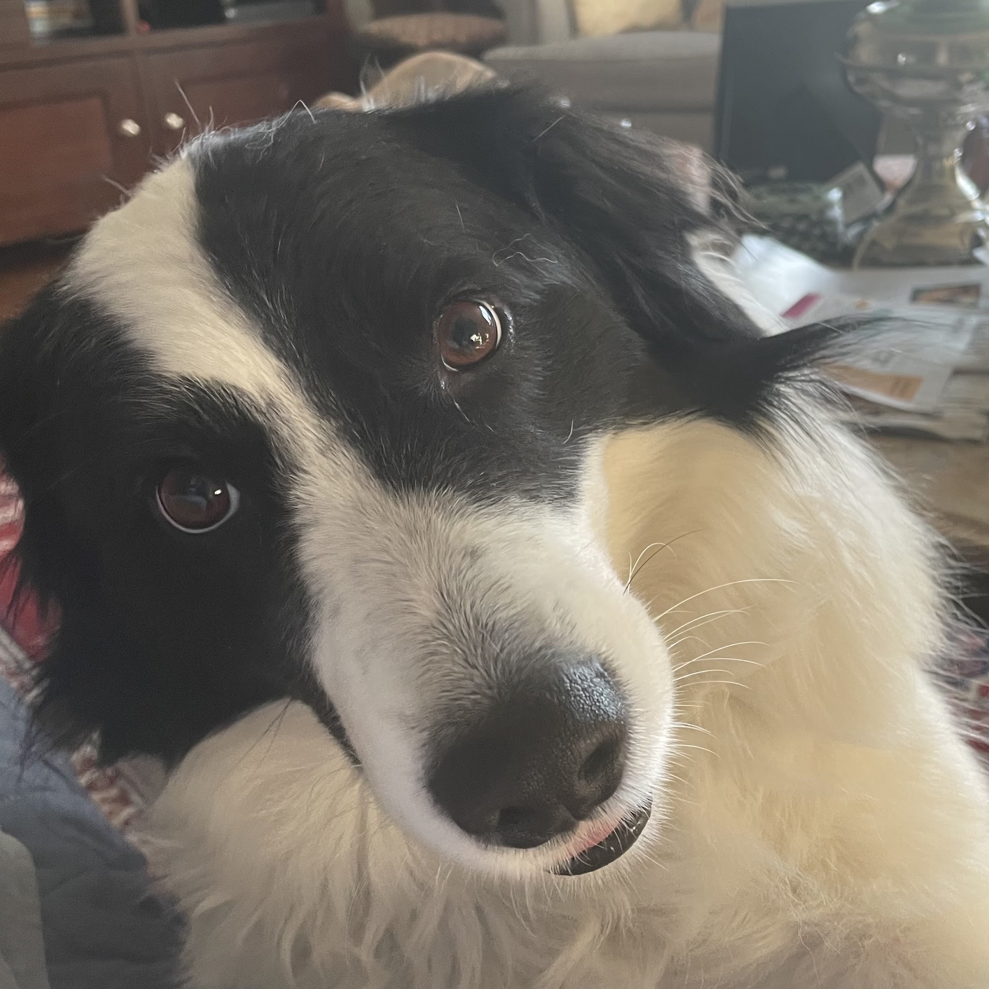 Companion Pet Hospital of Fishkill: Selzner Alisha DVM Fishkill