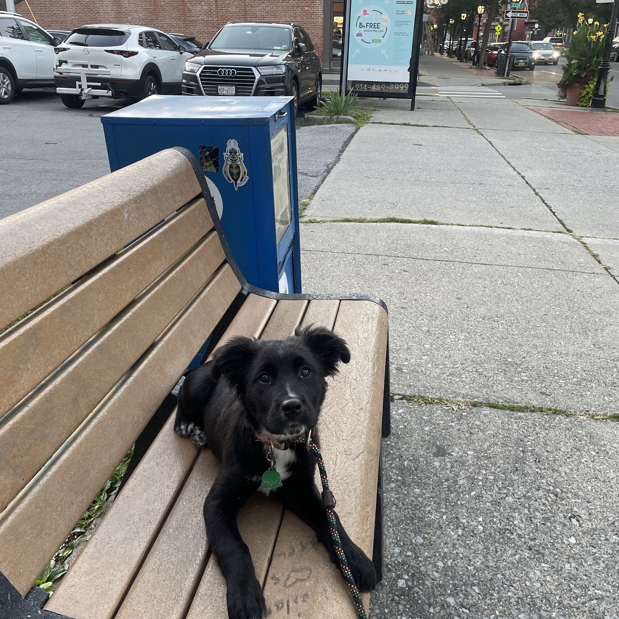 Dynamic Dog Training Fishkill