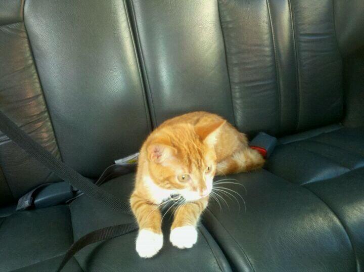 A Animal Clinic of Queens: Thomas Robert W DVM Flushing