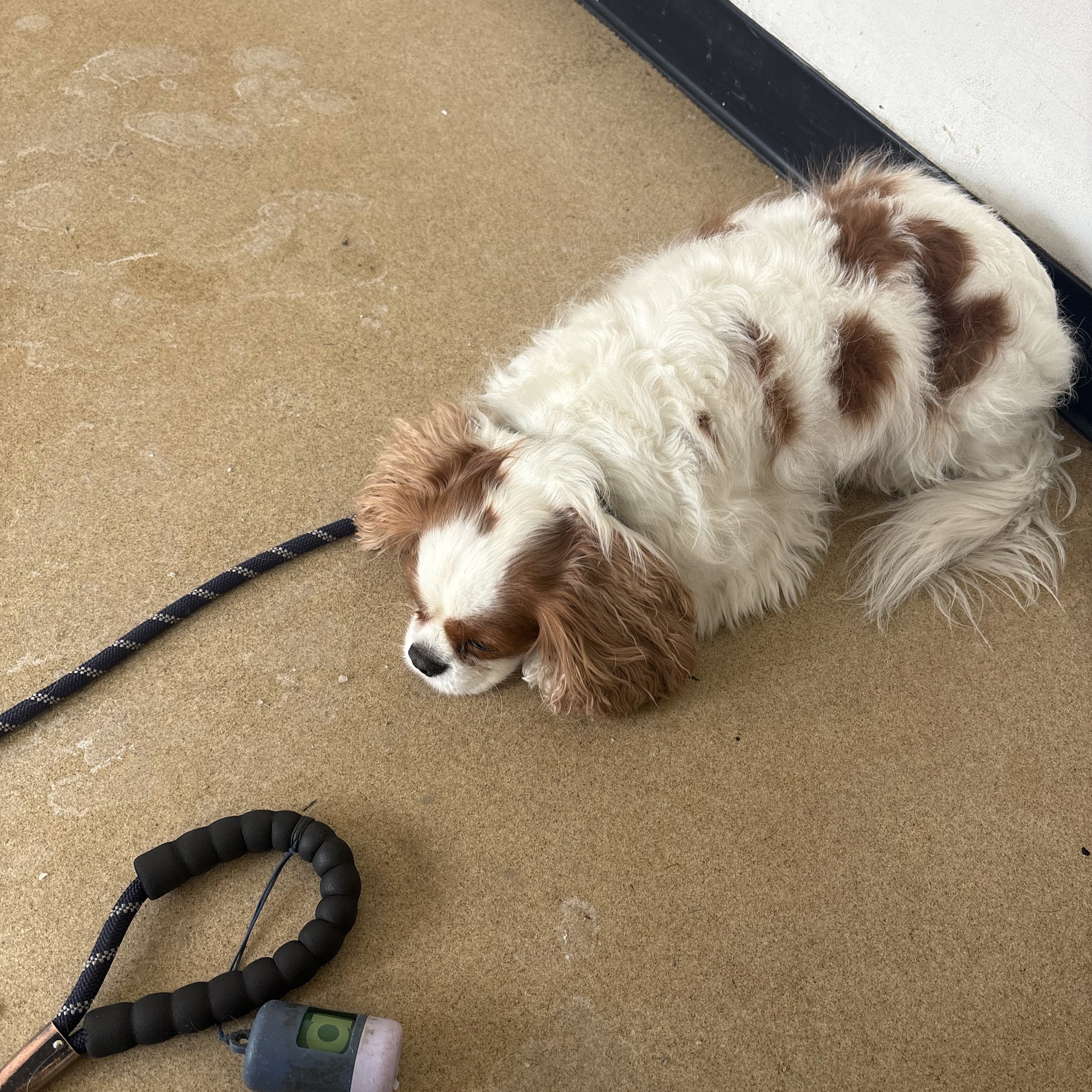 Mobile Veterinary Animal Clinic Flushing