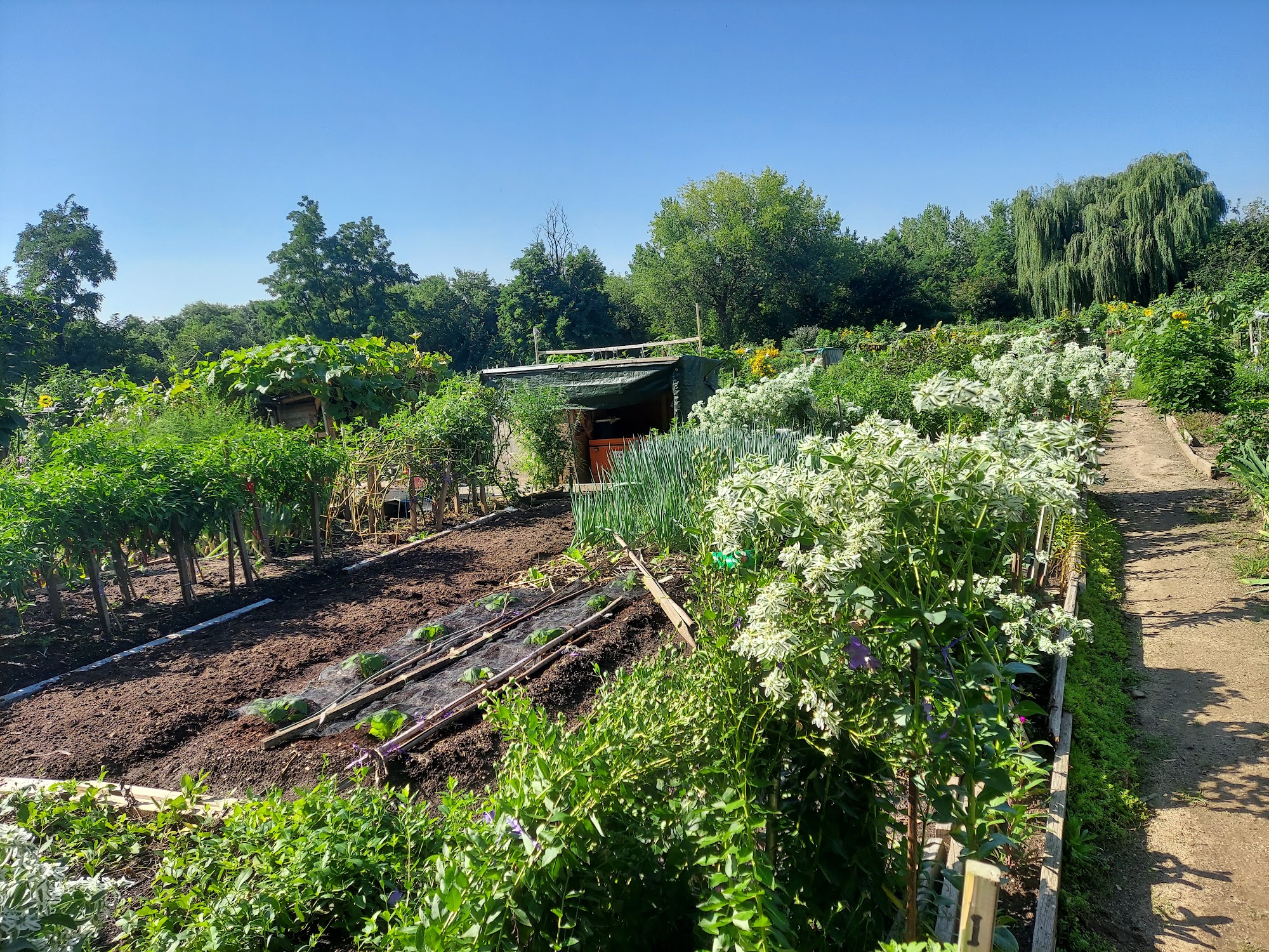 Evergreen Community Garden Flushing