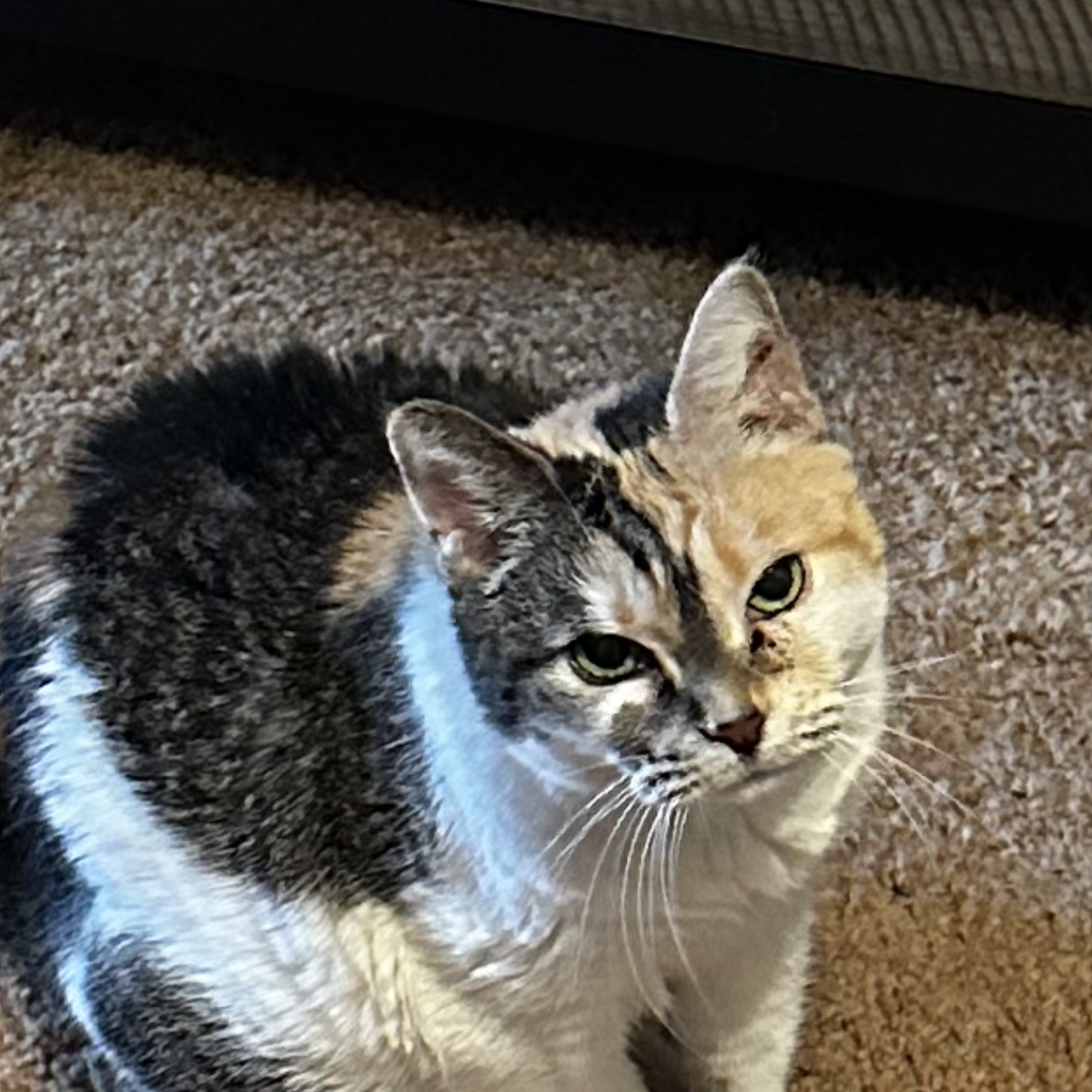 NYC Veterinary Specialists and 24 Hour Animal Emergency - Queens Forest Hills