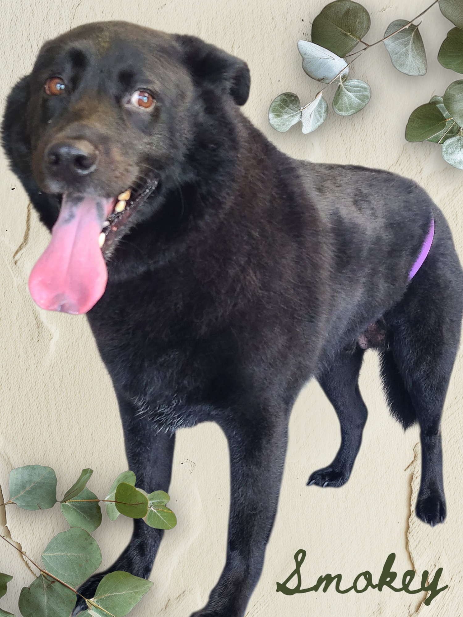 Kathies Doggie Detailing Forestville