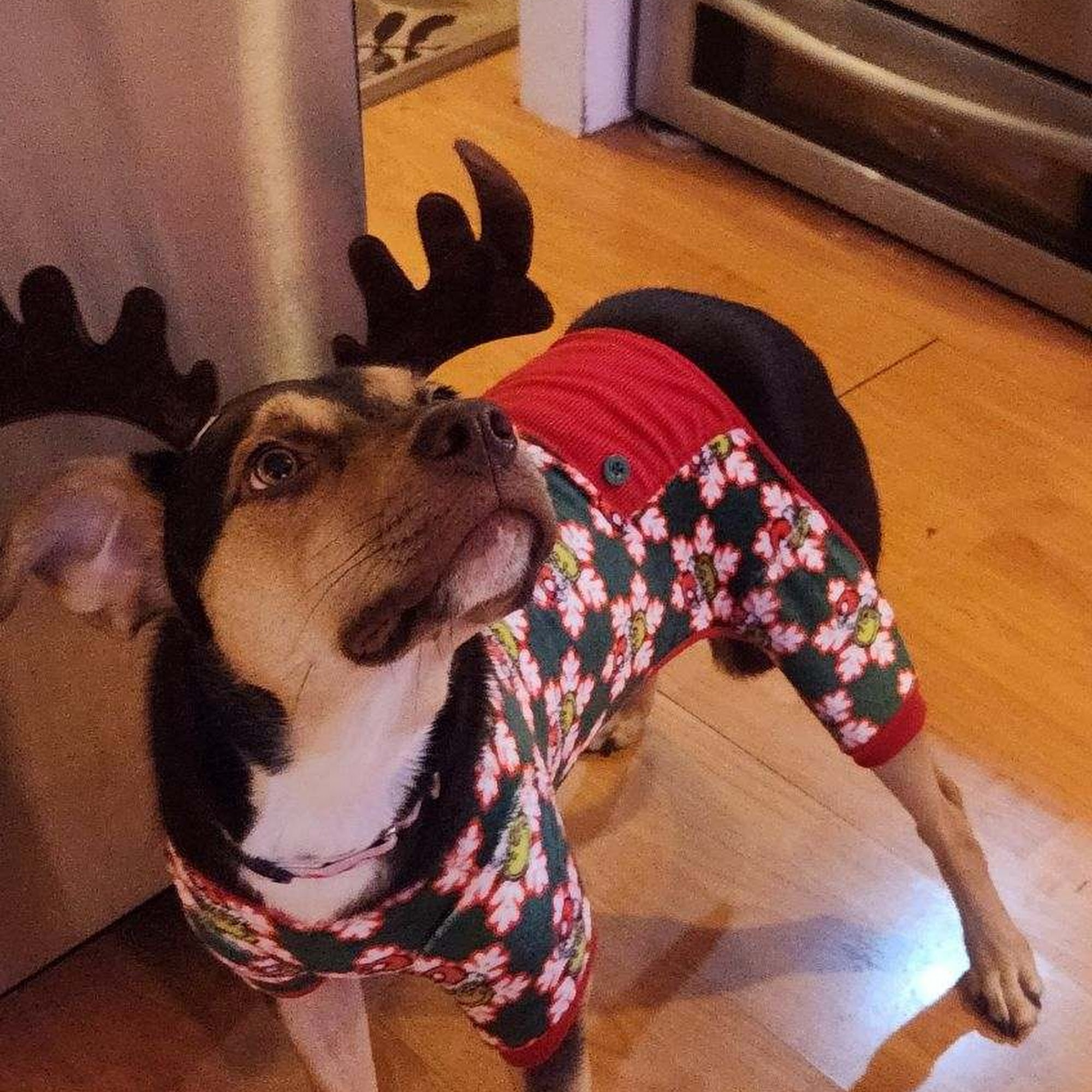 Fort Plain Animal Hospital Fort Plain