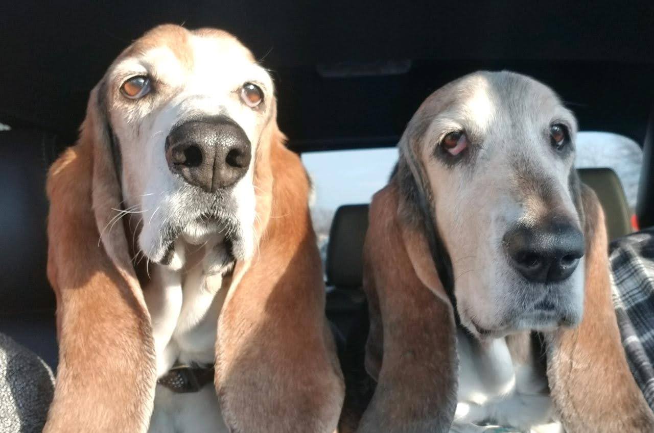 Fort Plain Animal Hospital Fort Plain