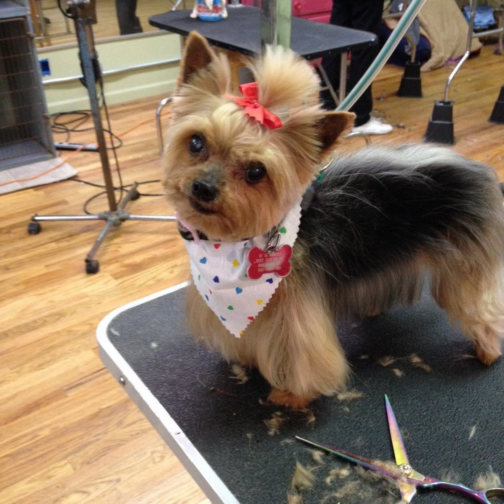Hollywoof Grooming Salon, Inc. Freeport