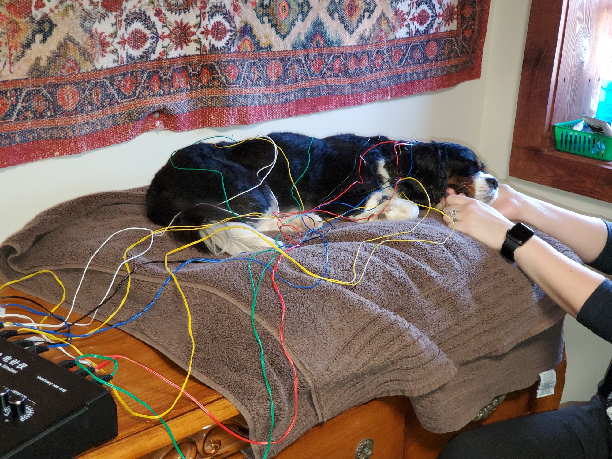 Elemental Pet Vets Freeville