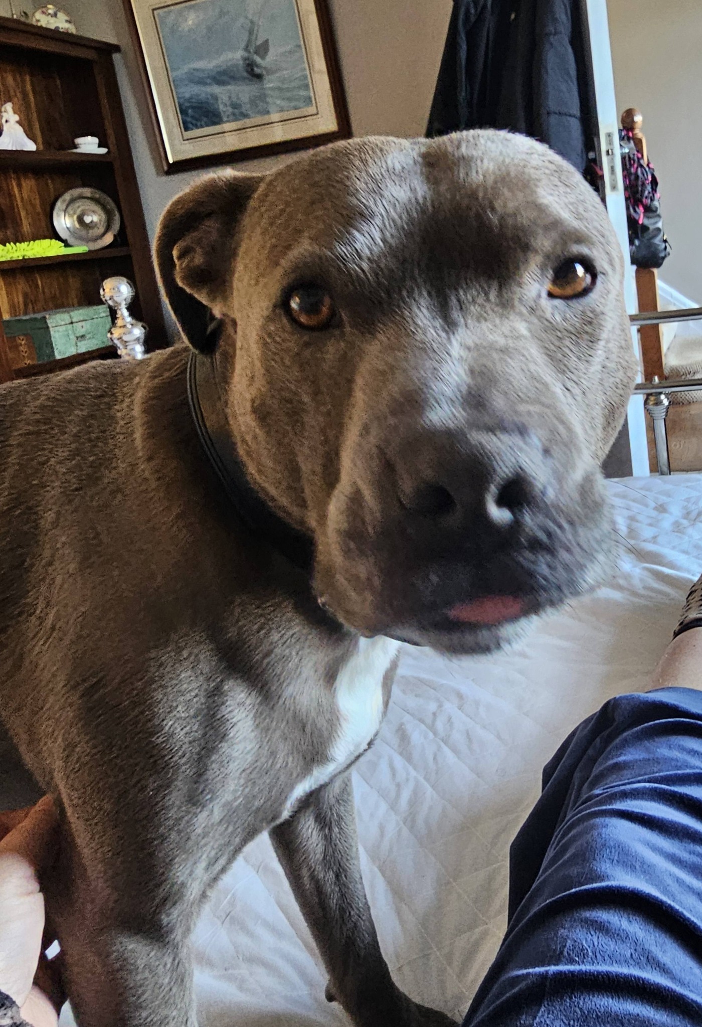 TLC Pet Kennel Pet Grooming