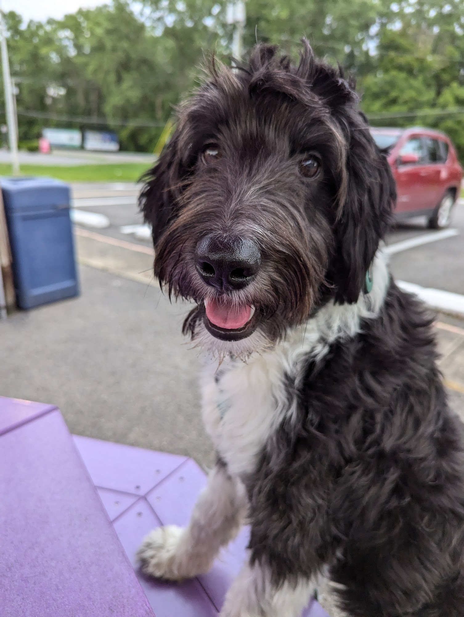 RESCUE PUPS INC. Friendship NY Hours, Directions, Reviews Loc8NearMe