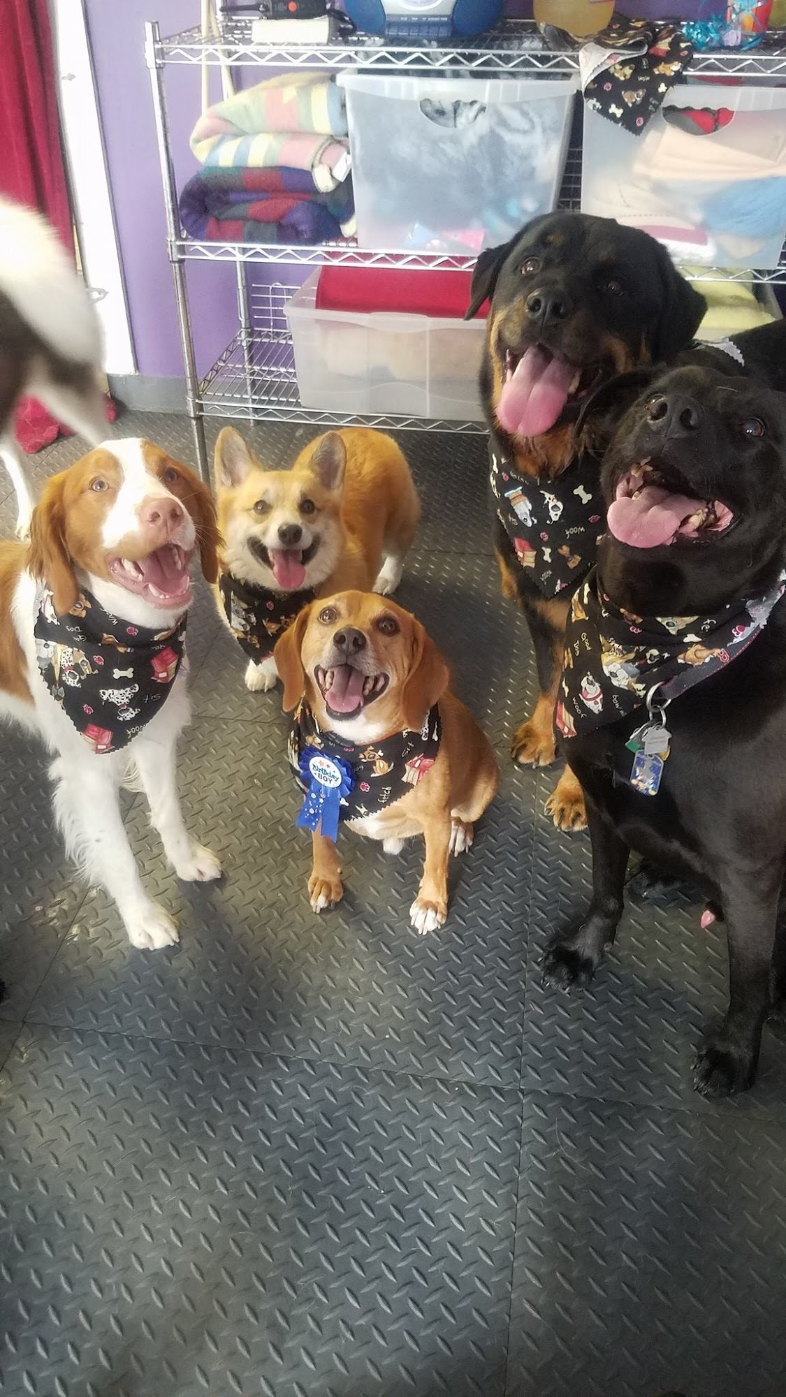 Jerzey's Dog Resort Gansevoort