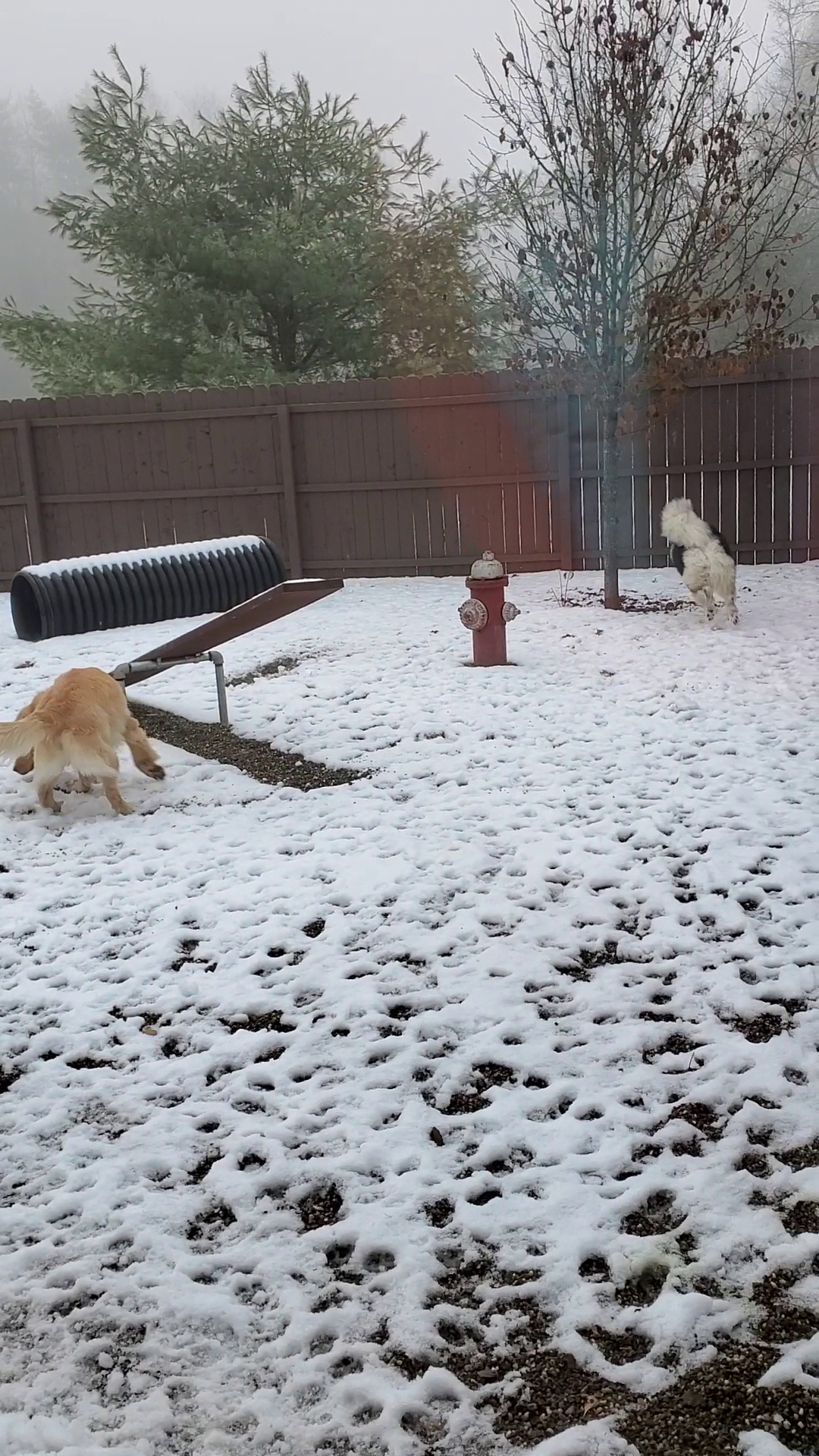 WuffDorf Astoria Gansevoort