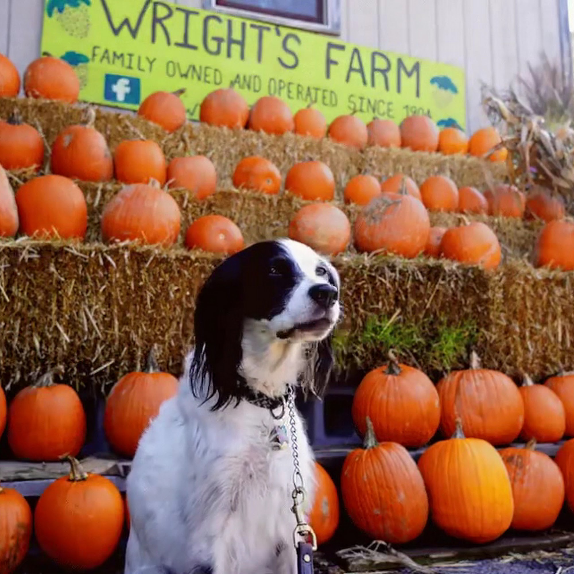 Wright's Farm and Market Gardiner