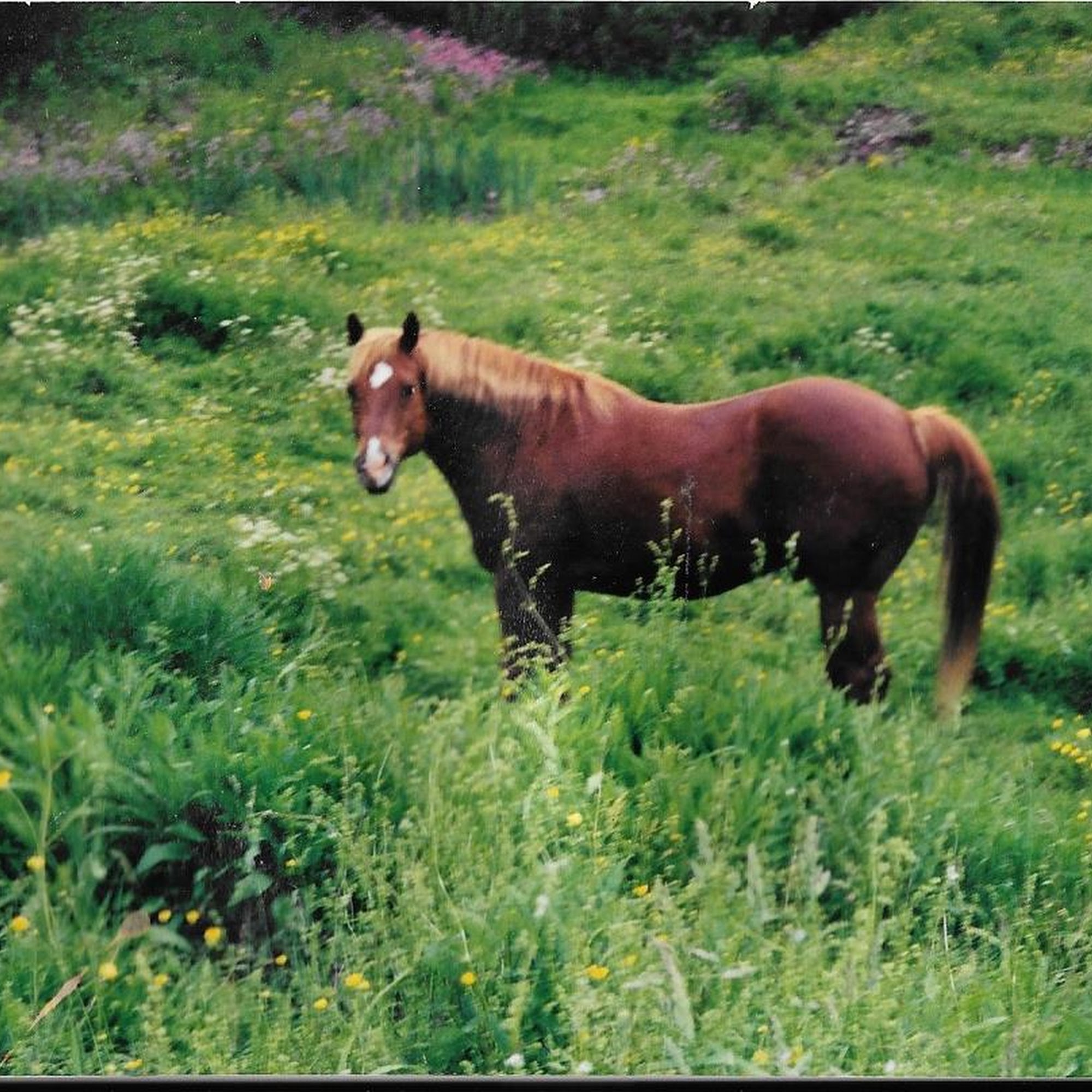Mid Hudson Equine Vet Services Gardiner