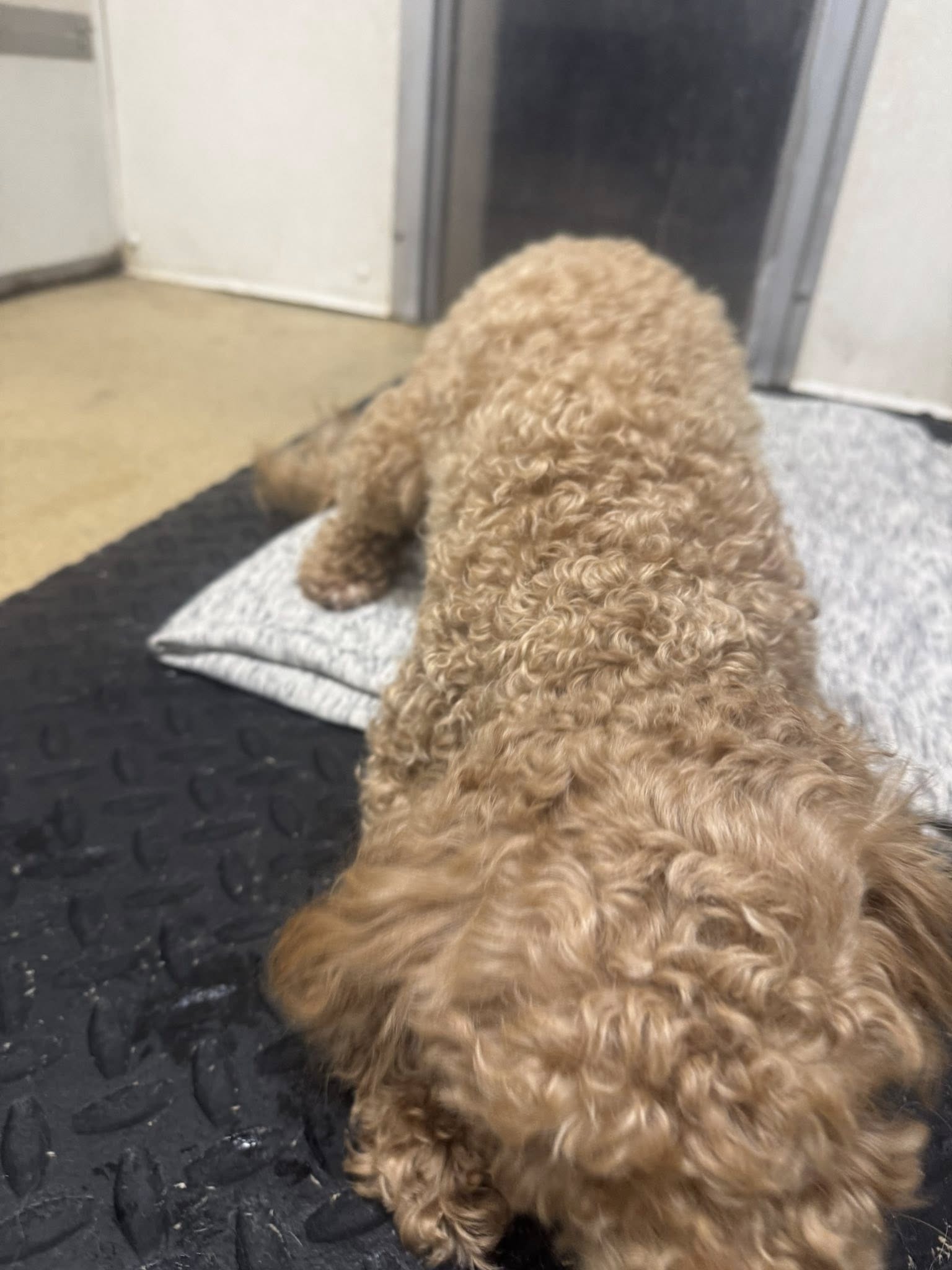 Fort Hyde Kennels Inc. Gasport