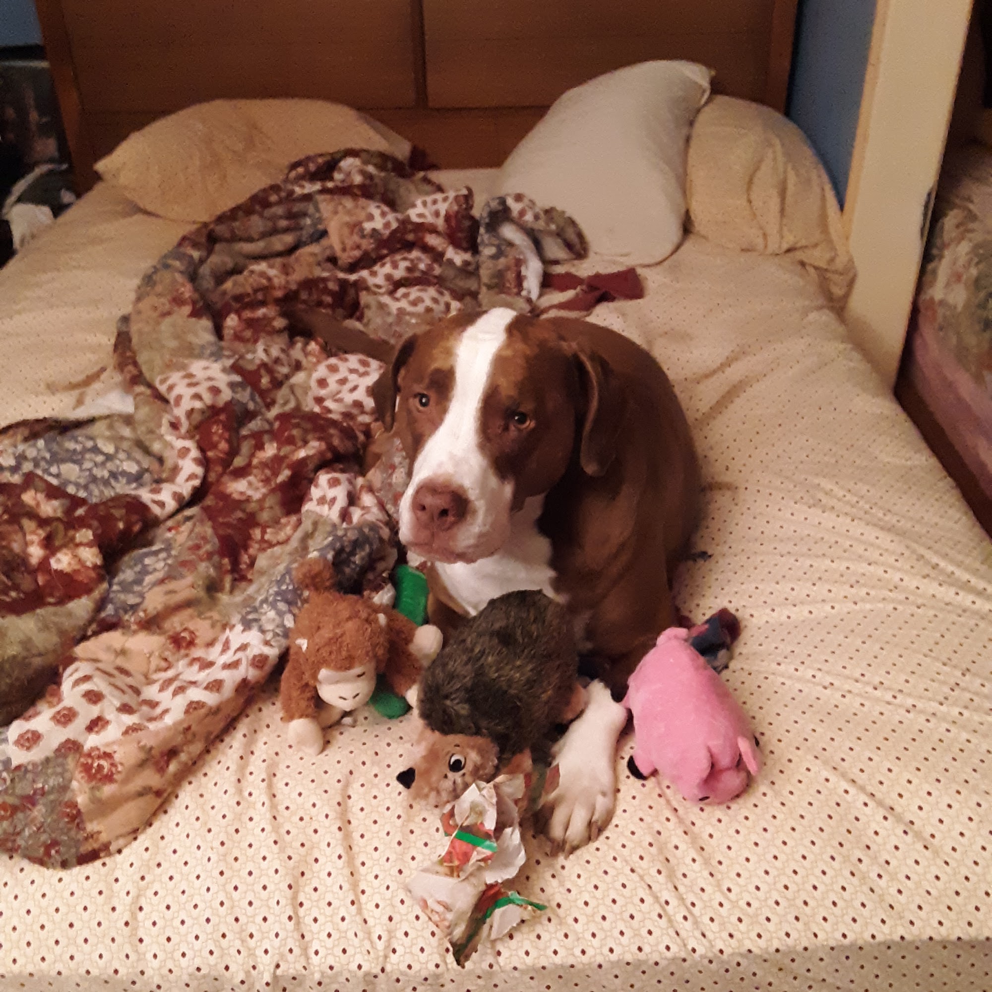 Genesee Valley Visiting Vet, PLLC 3889 North Rd, Geneseo New York 14454