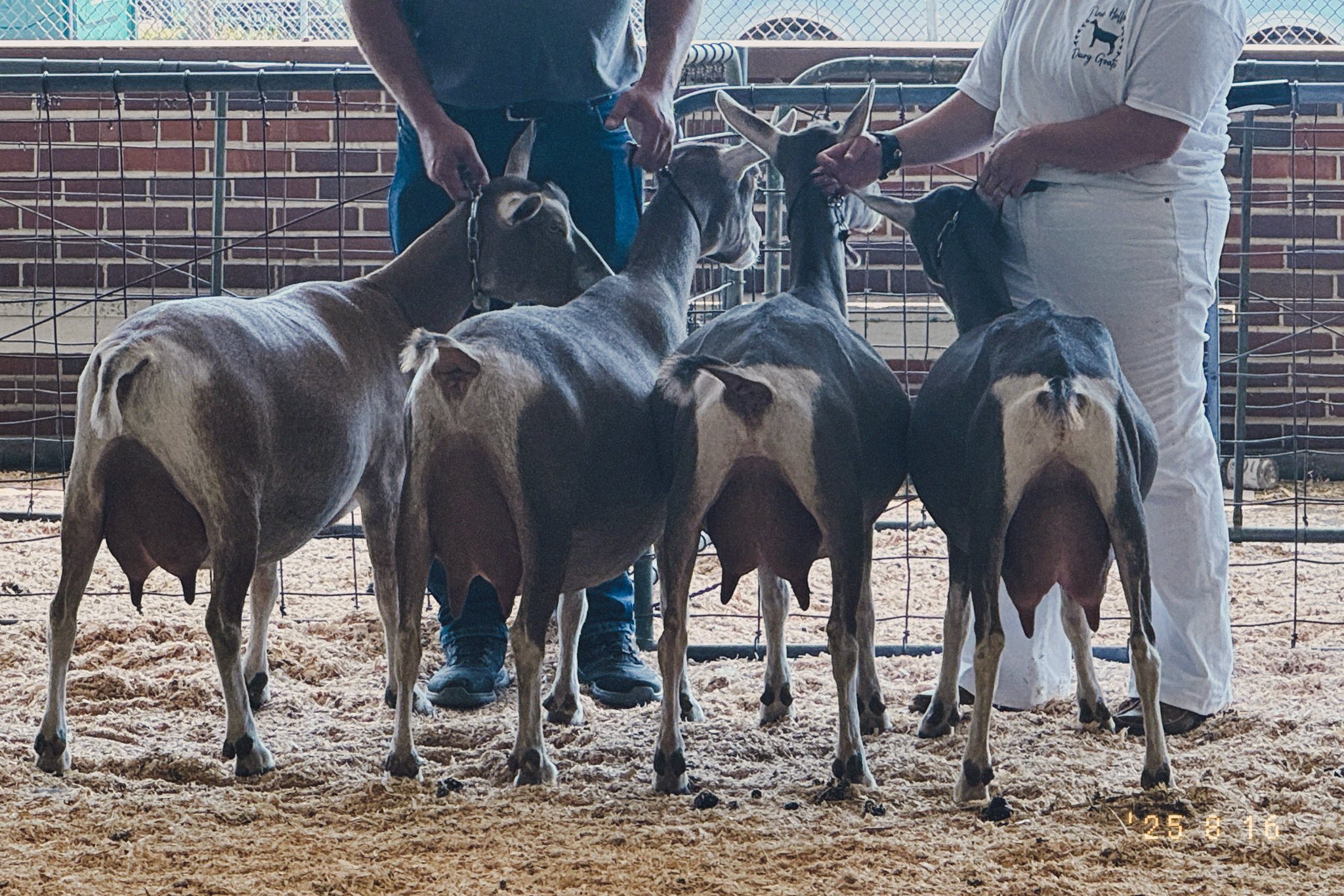 Pine Hollow Dairy LLC