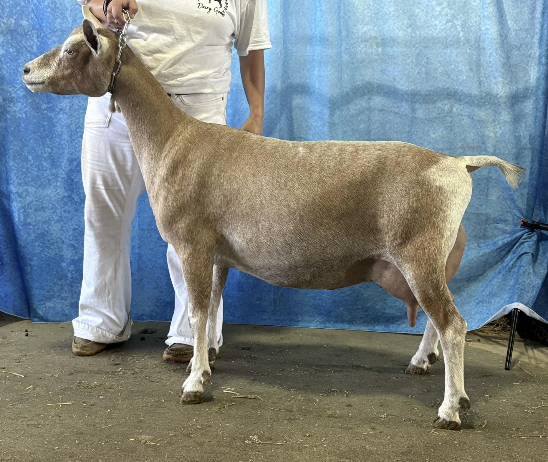 Pine Hollow Dairy LLC