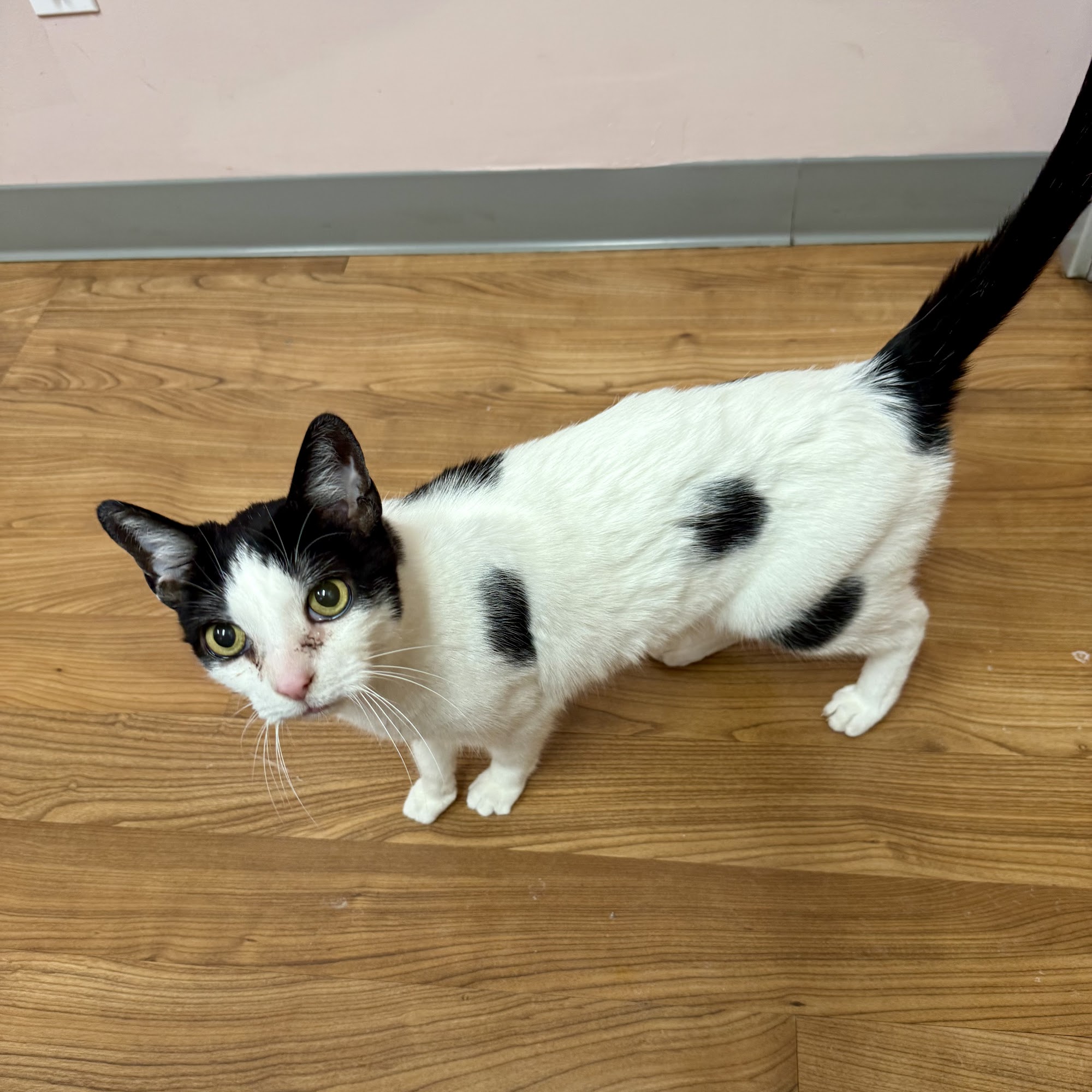 Summer Street Cat Clinic Getzville