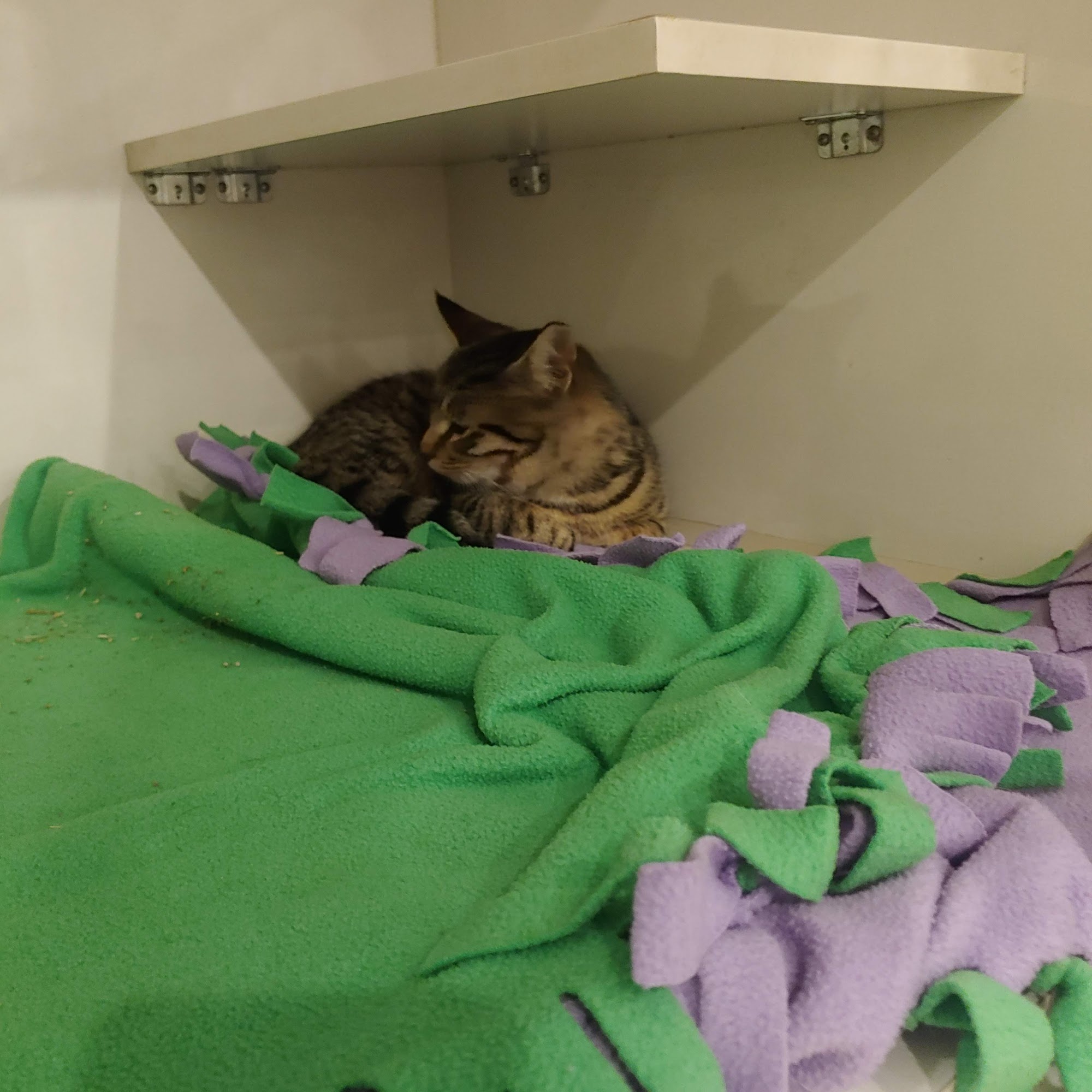 Millersport Small Animal Clinic Getzville