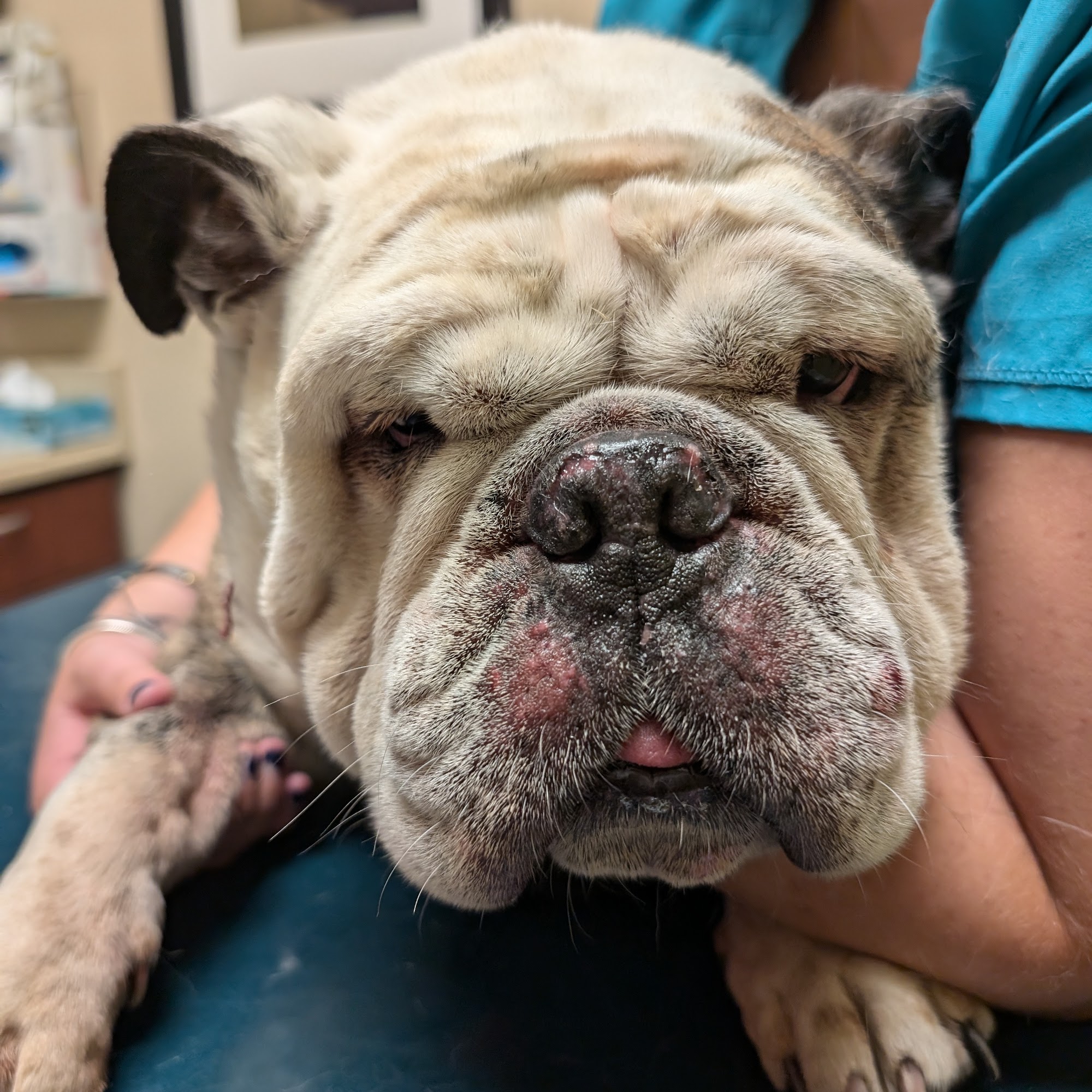 Green Forest Veterinary Hospital of Glen Cove Glen Cove