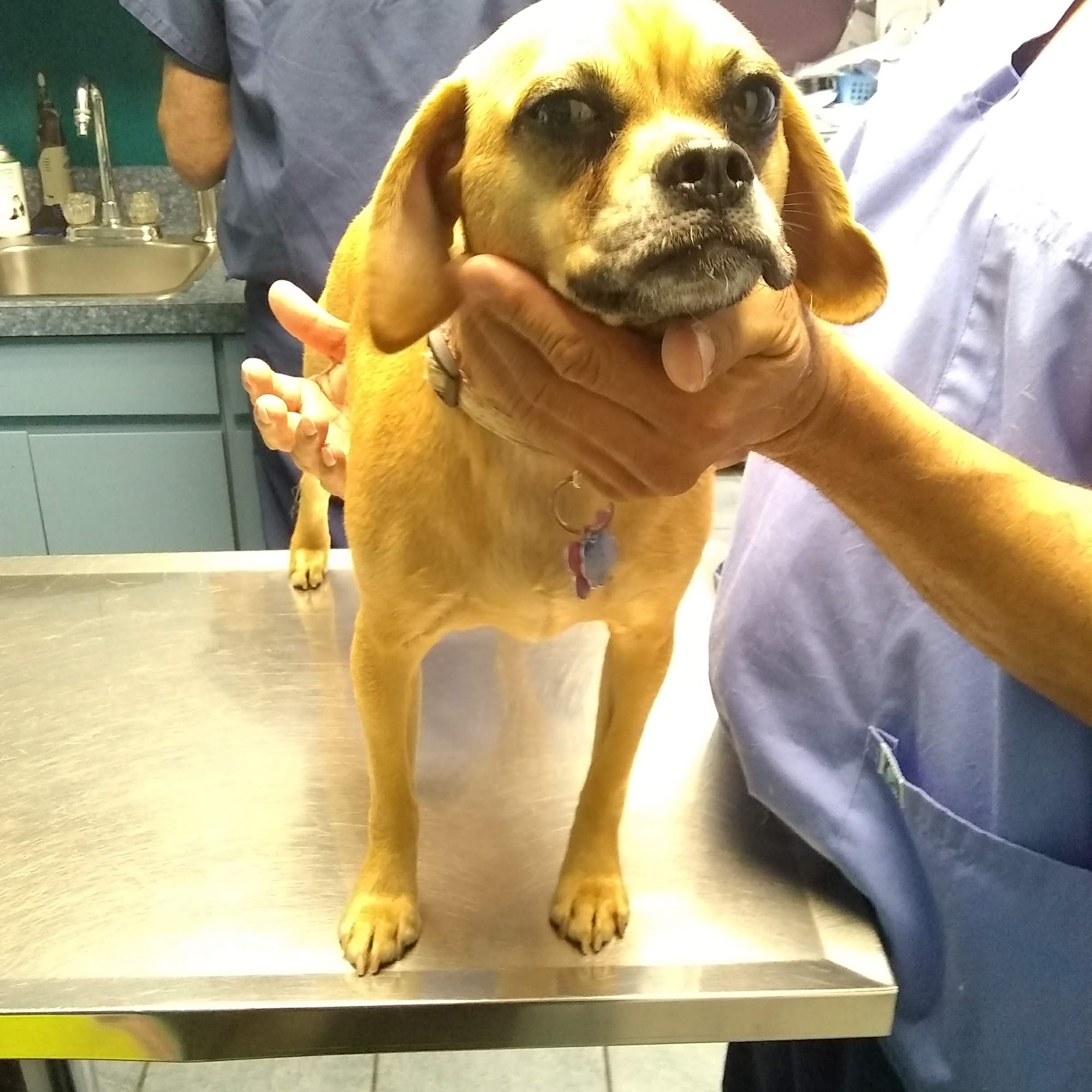 Brookville Animal Hospital Glen Head