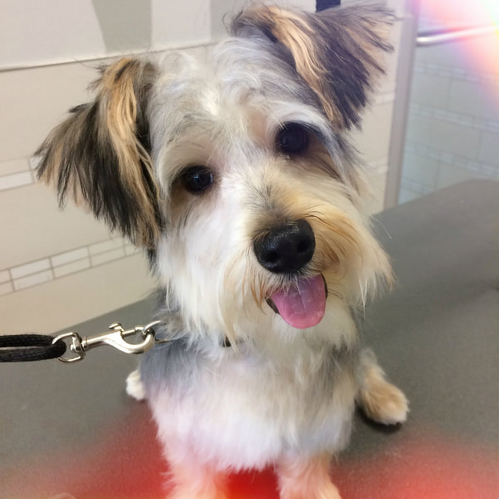 Fresh Tails Grooming Glen Head